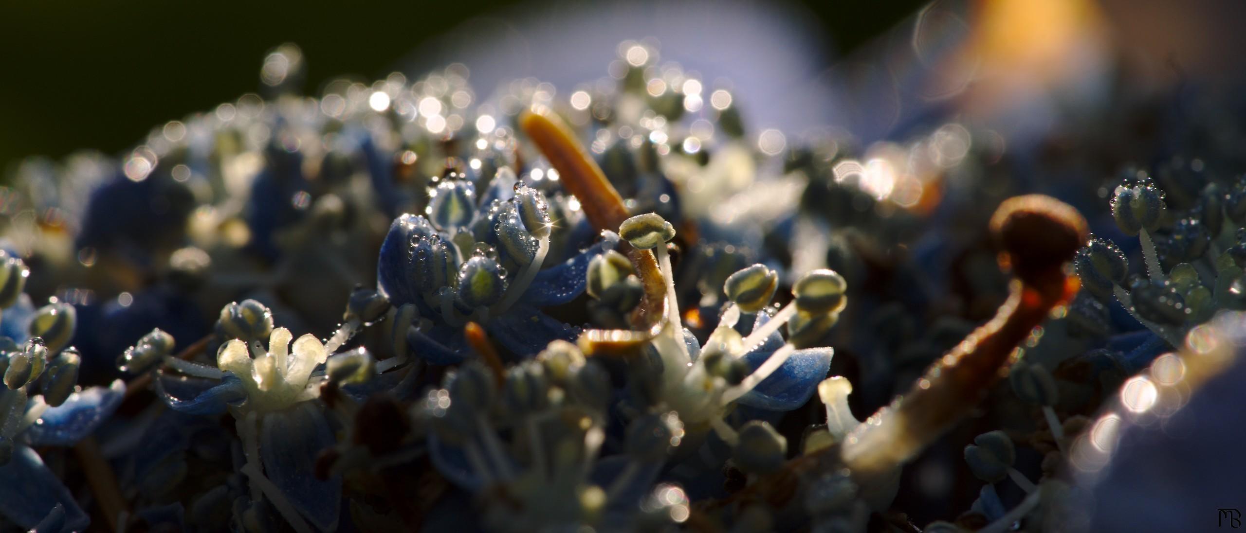 Dew drops glistening in sun light