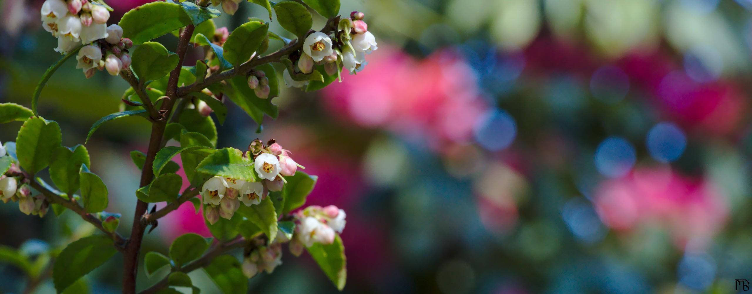 White flowers near pink bush