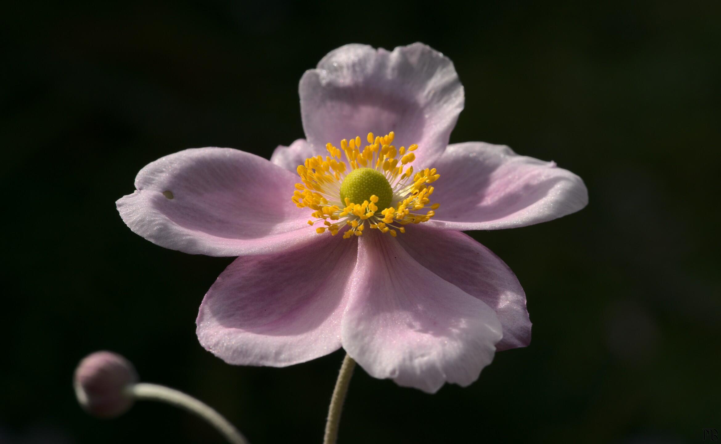 Pink flower in the sun