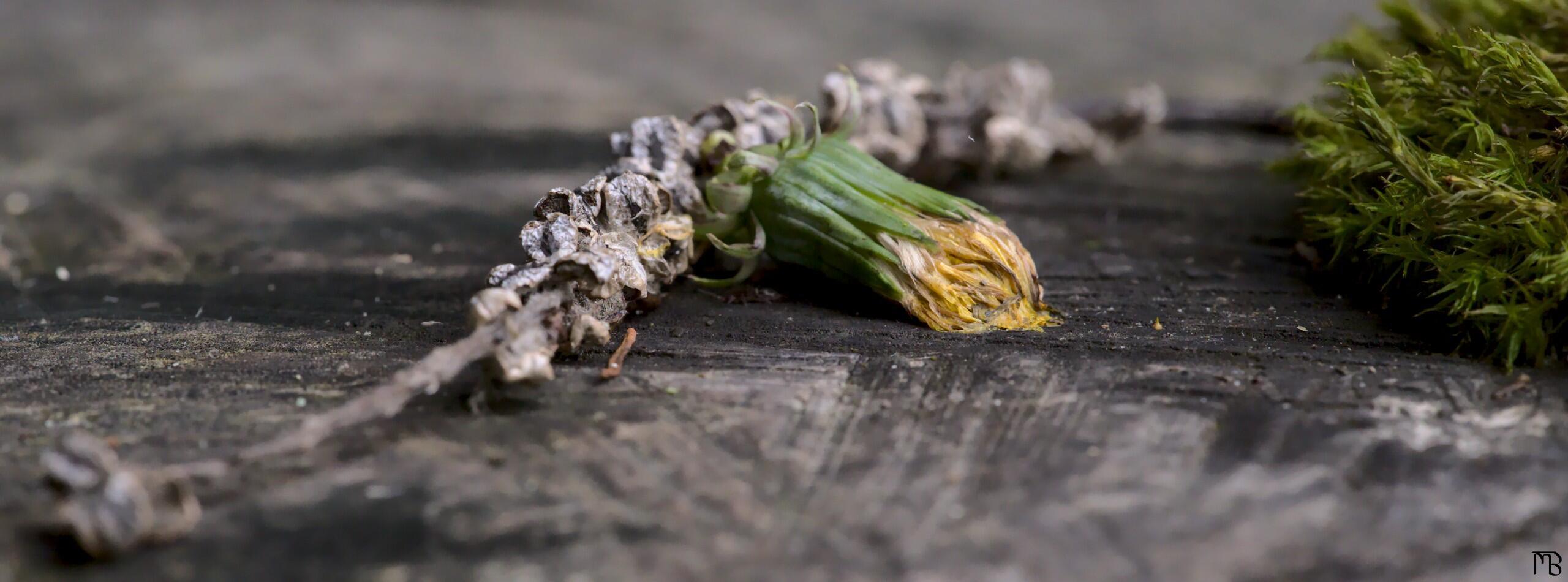 Dying green blossom on tree stump