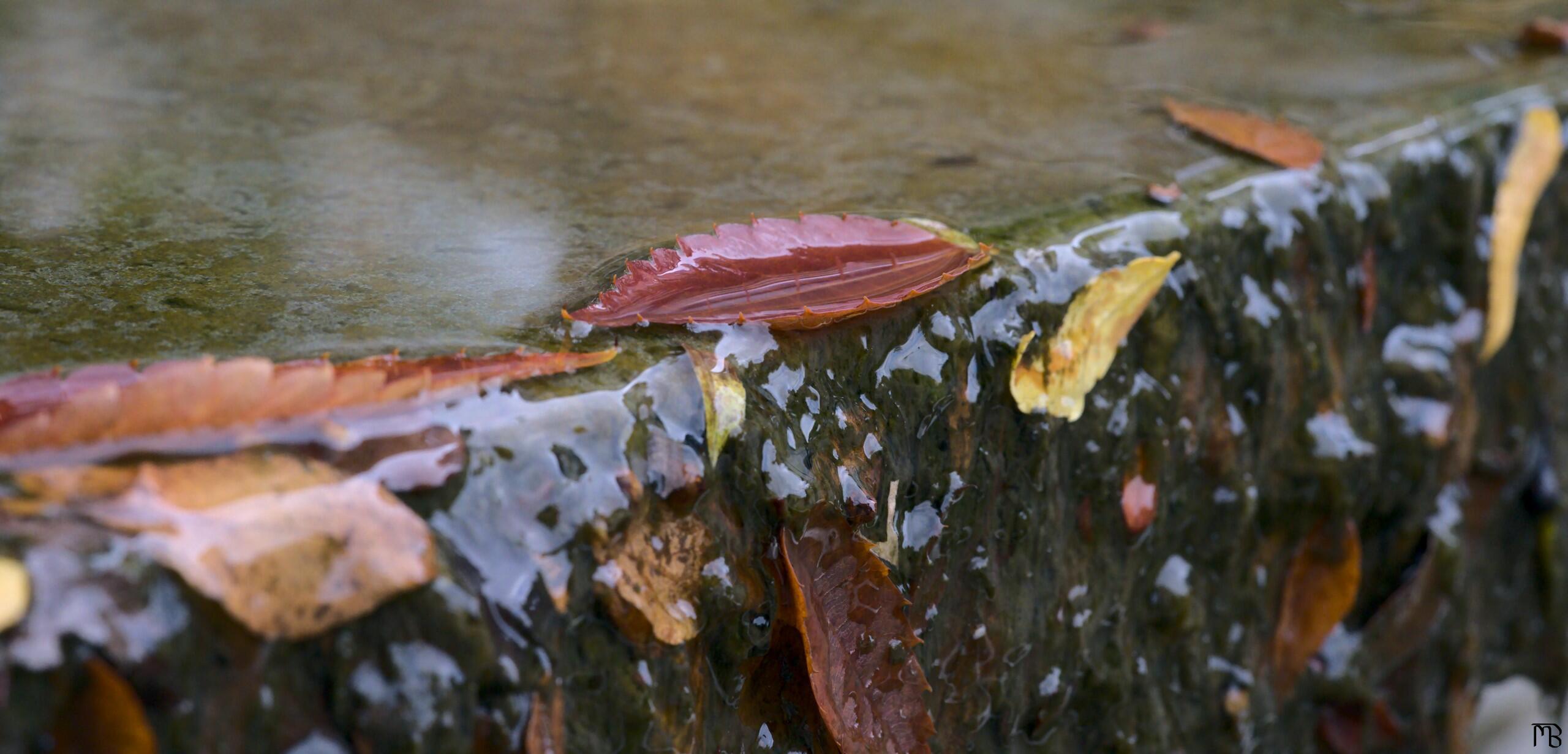 Orange leaf at edge of water fall