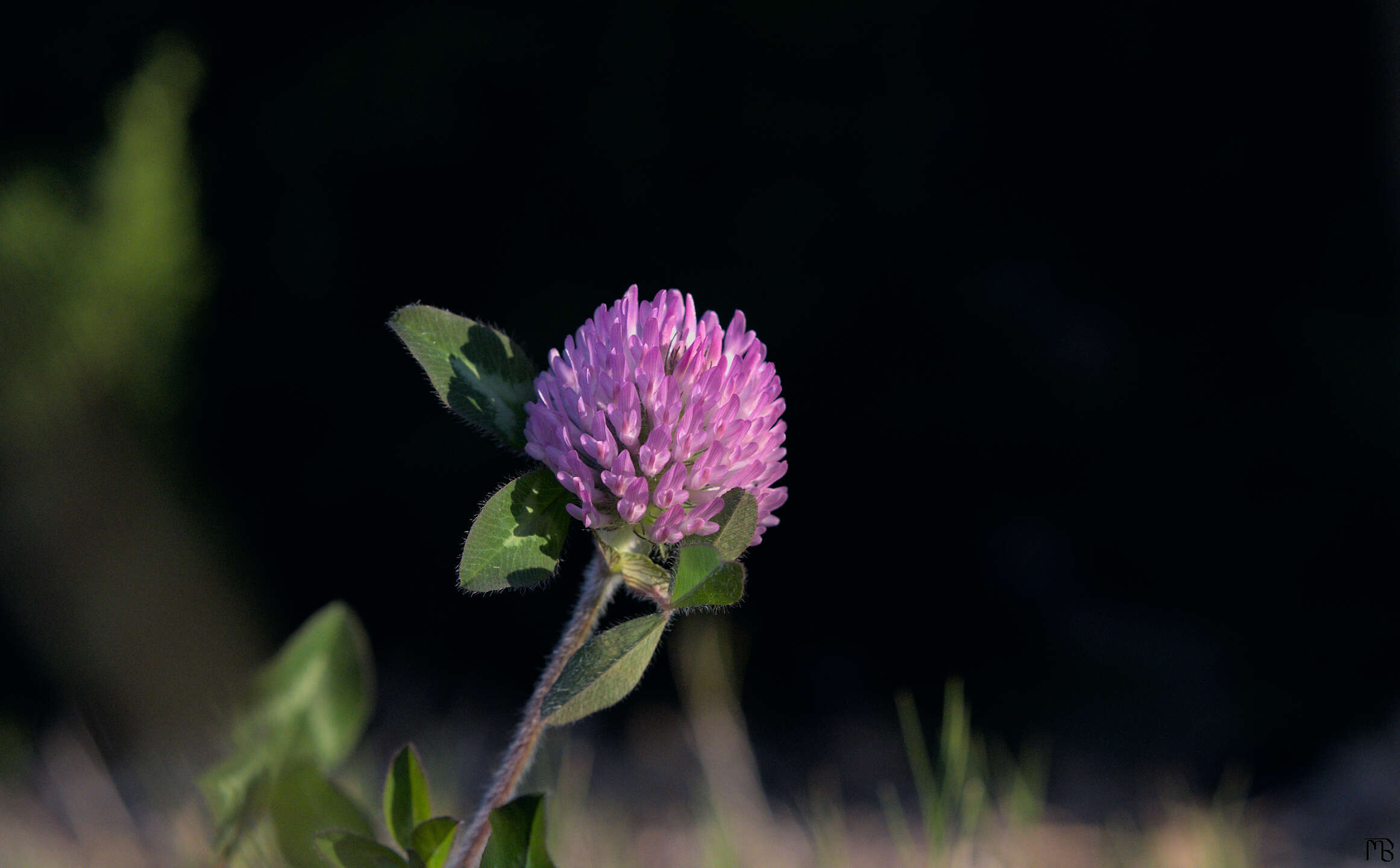 Pink flower against black background