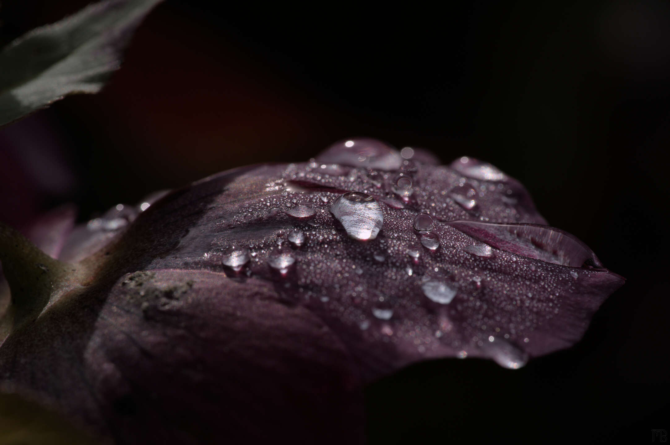 Dew on pink flower in dark