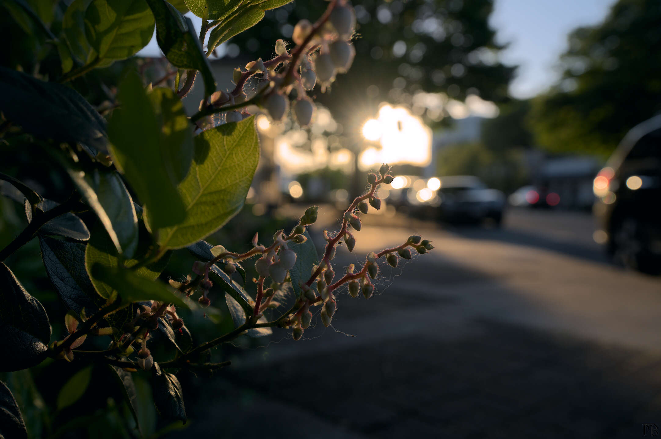 Sun back-lighting flower buds in bush