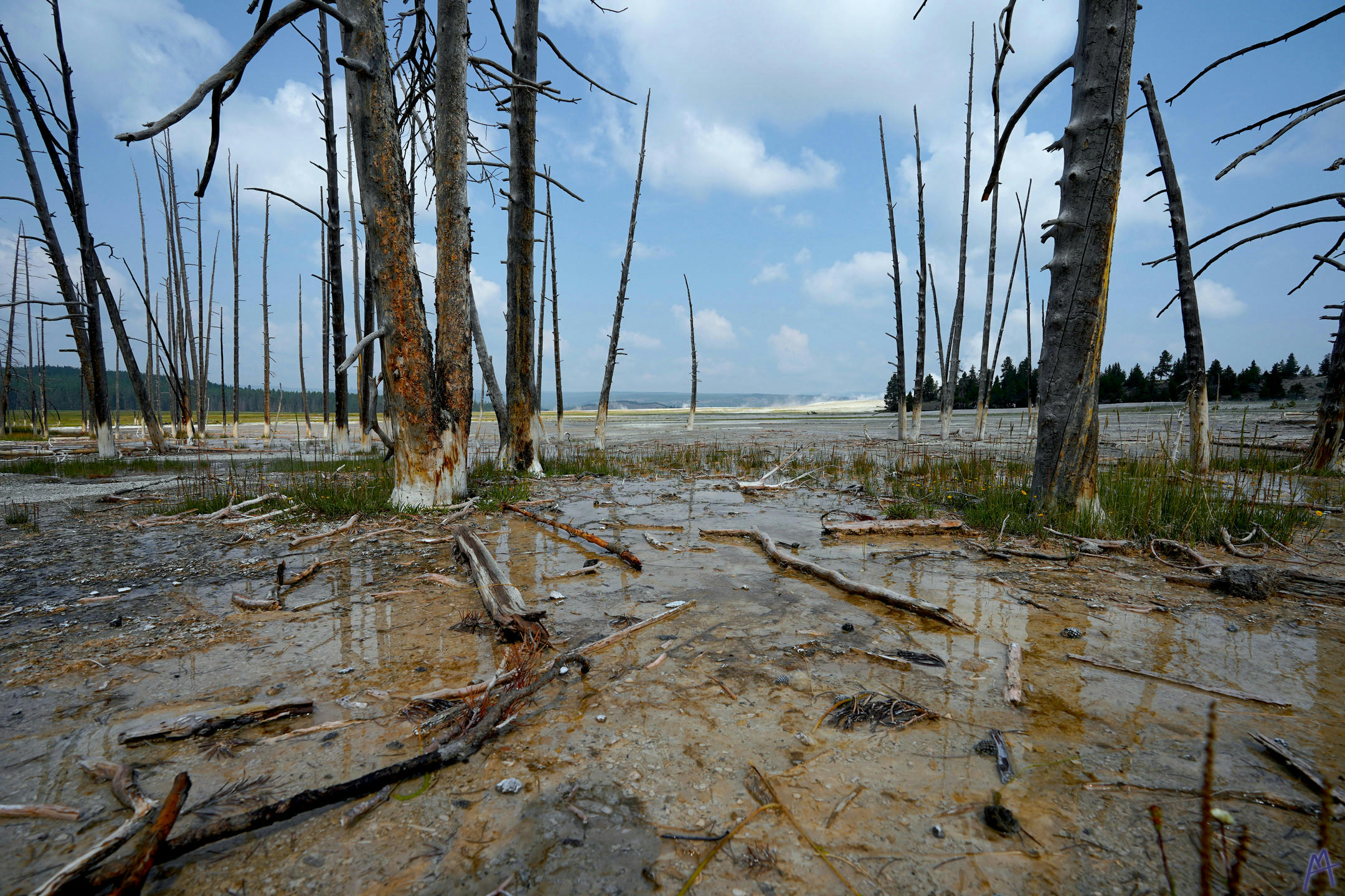 Petrified white and orange trees and branches at Yellowstone