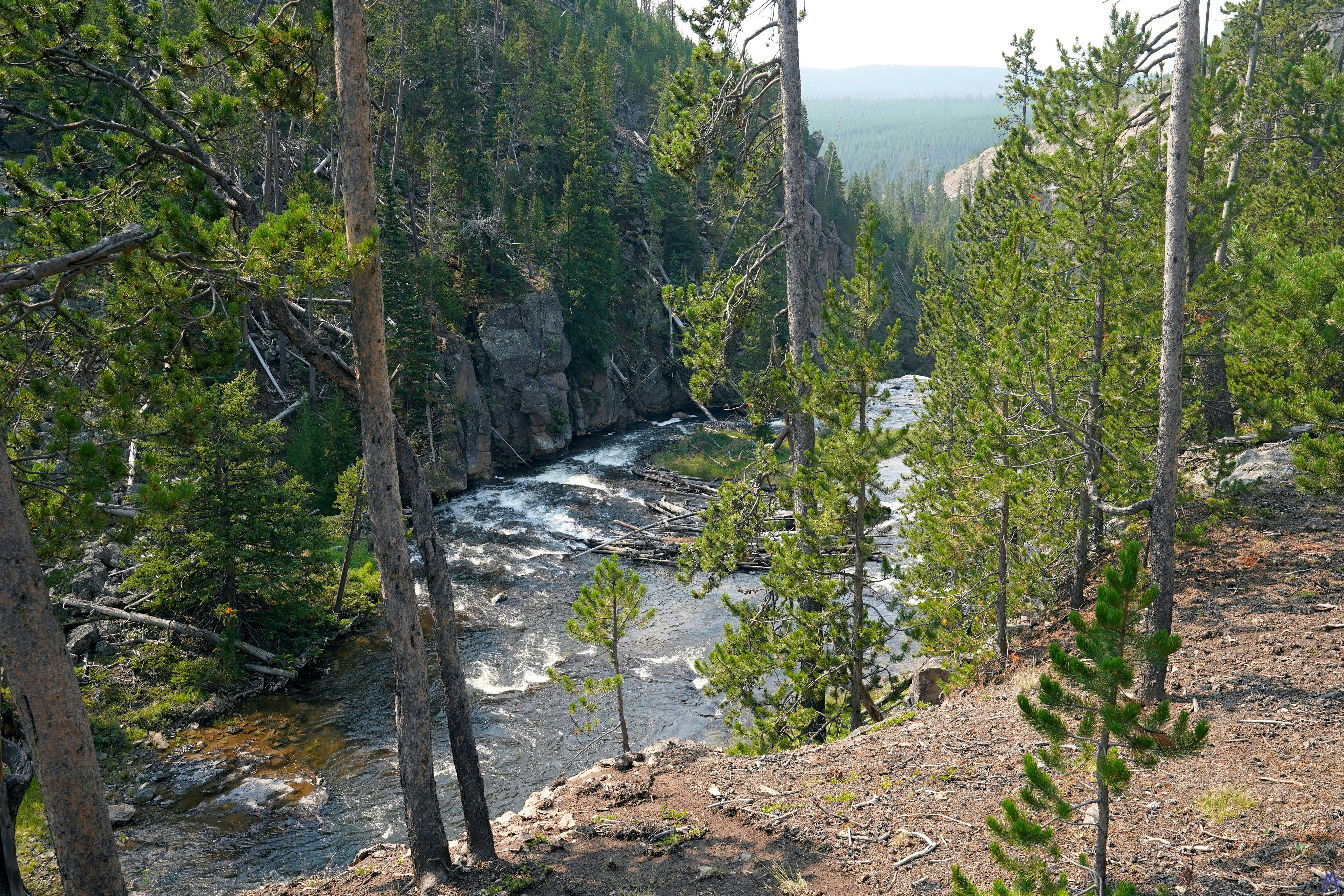 Rushing river through trees at Yellowstone