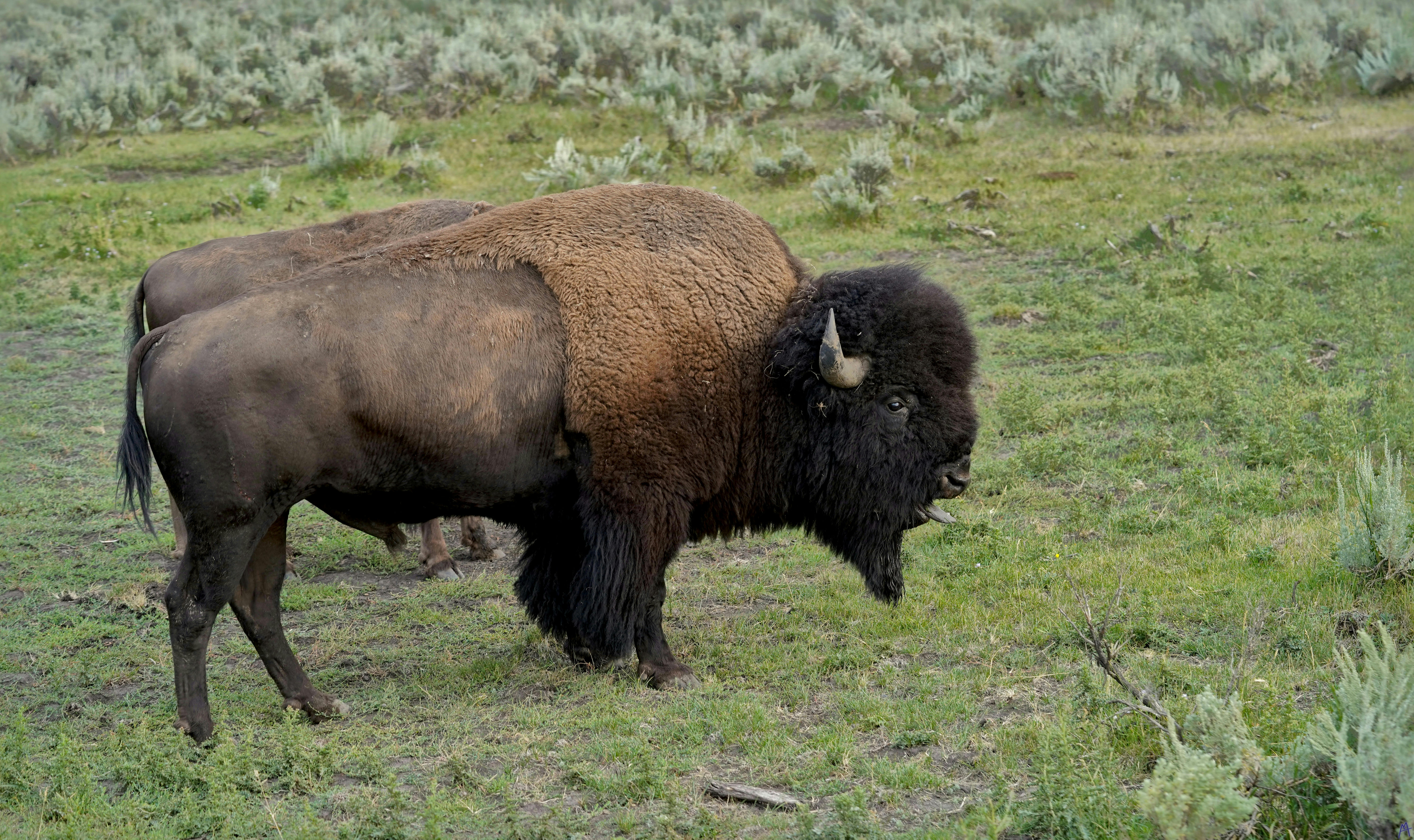 Bison with it&rsquo;s tongue out at Yellowstone