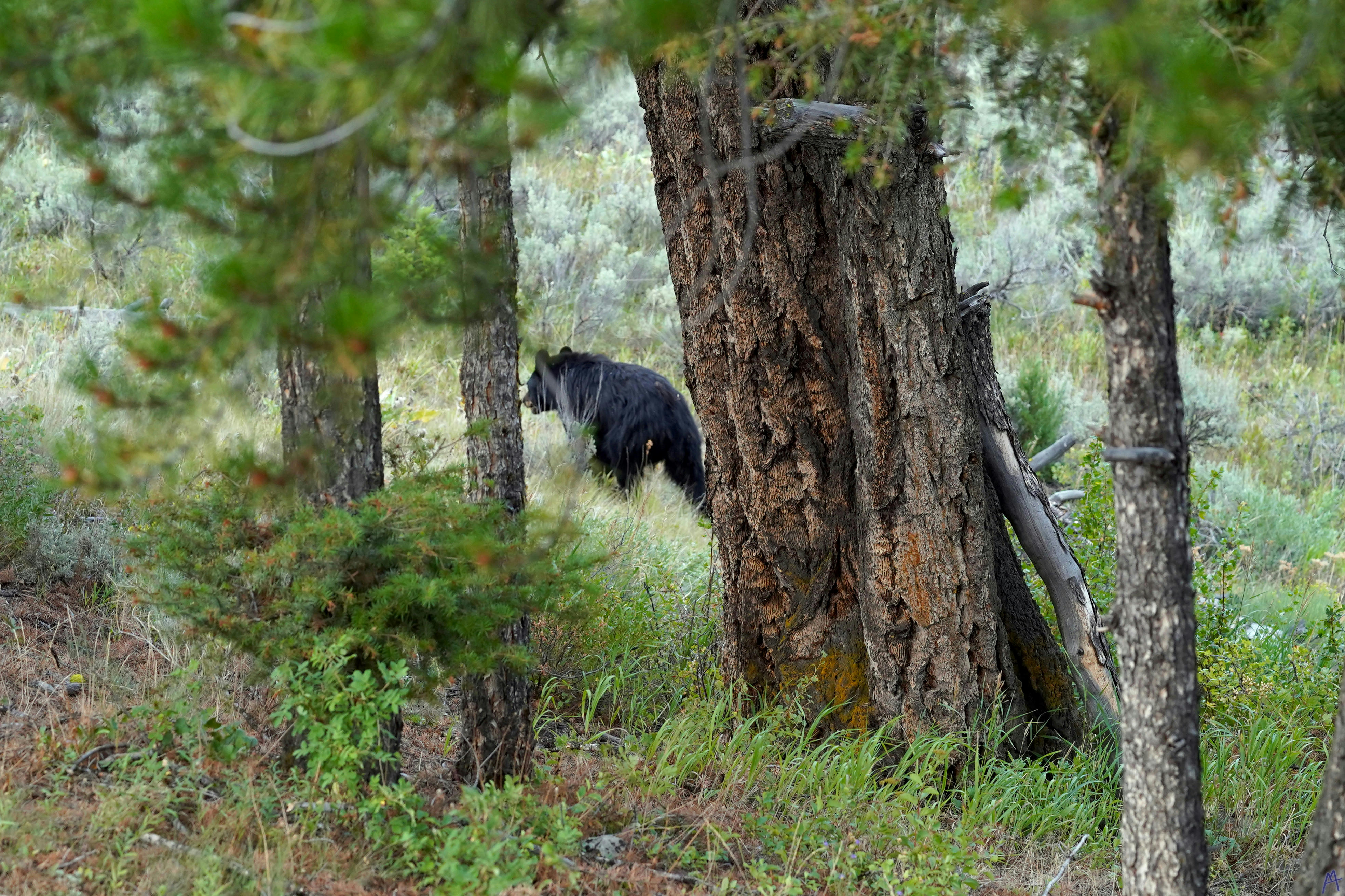 A black bear walking though the trees at Yellowstone