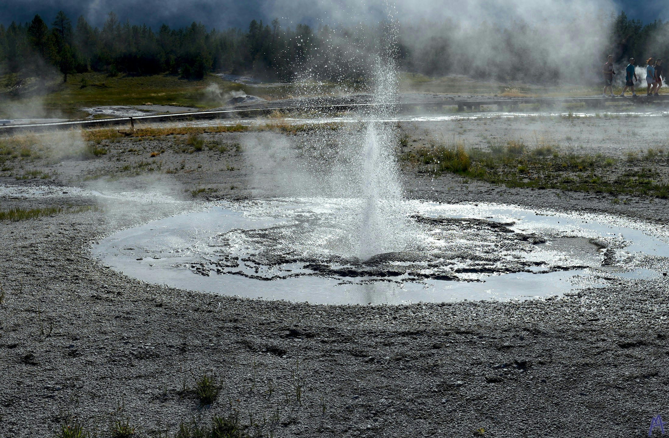 Geyser spouting near boardwalk at Yellowstone