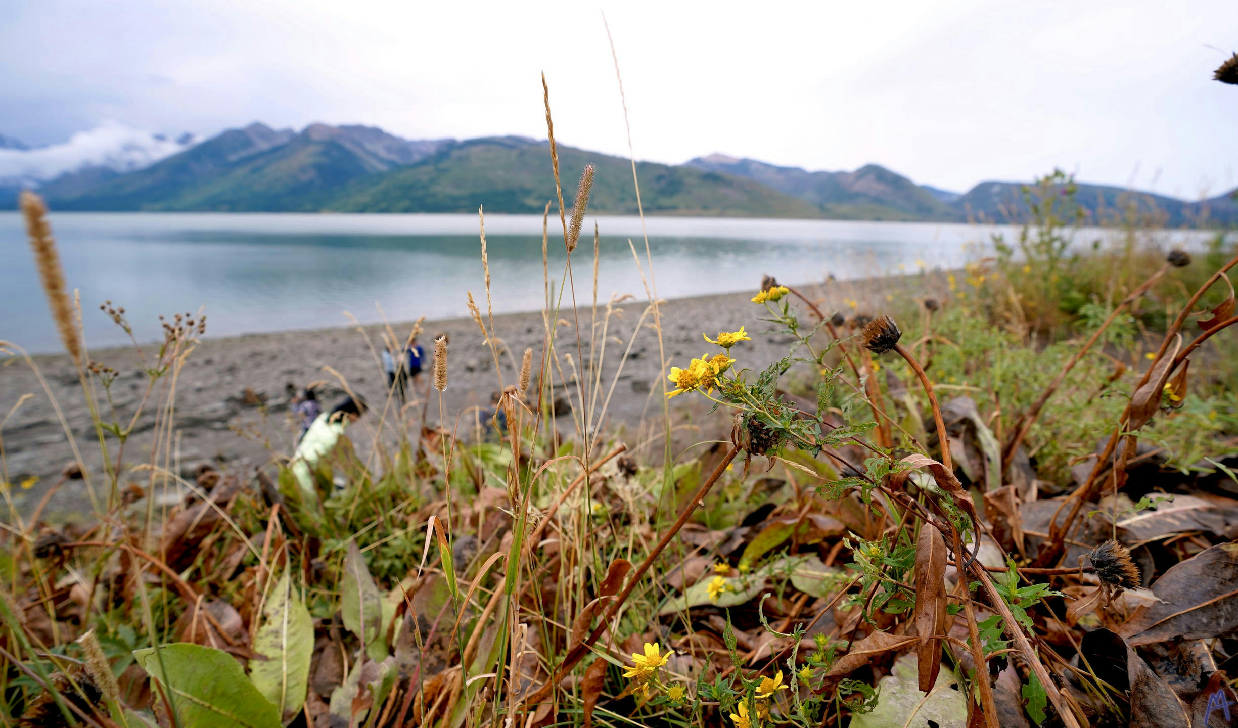 Wild grass near the beach at Grand Teton