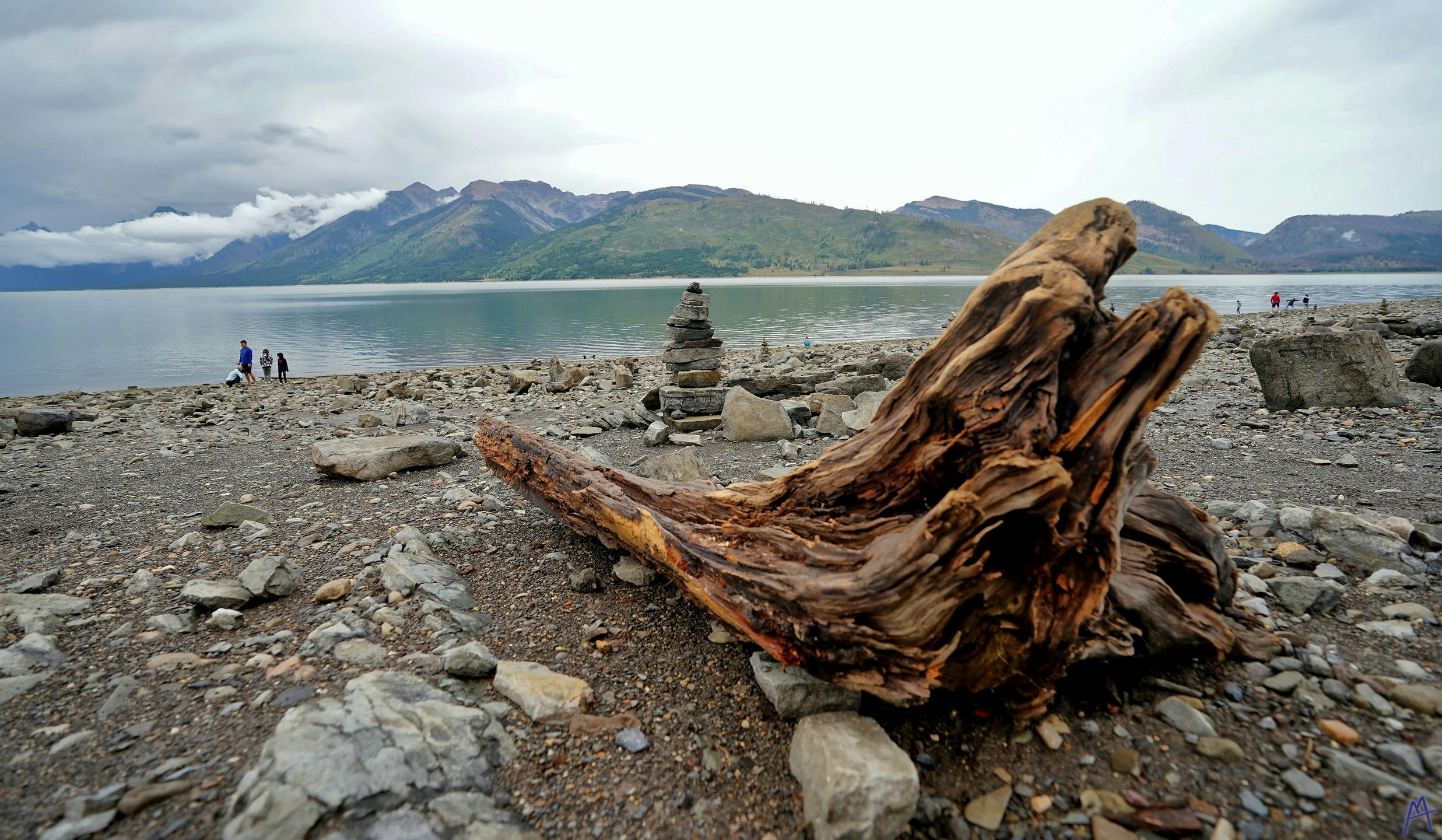 Big drift wood log on a stony beach at Grand Teton
