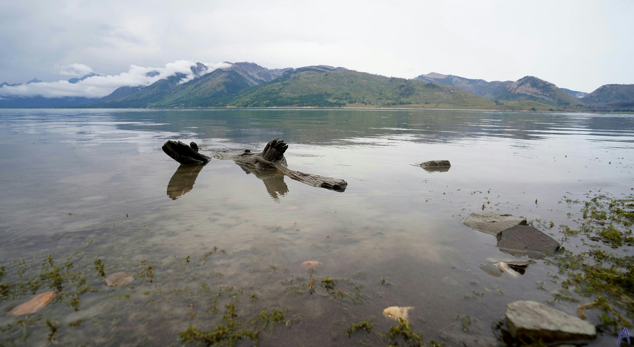 Submerged log in lake at Grand Teton