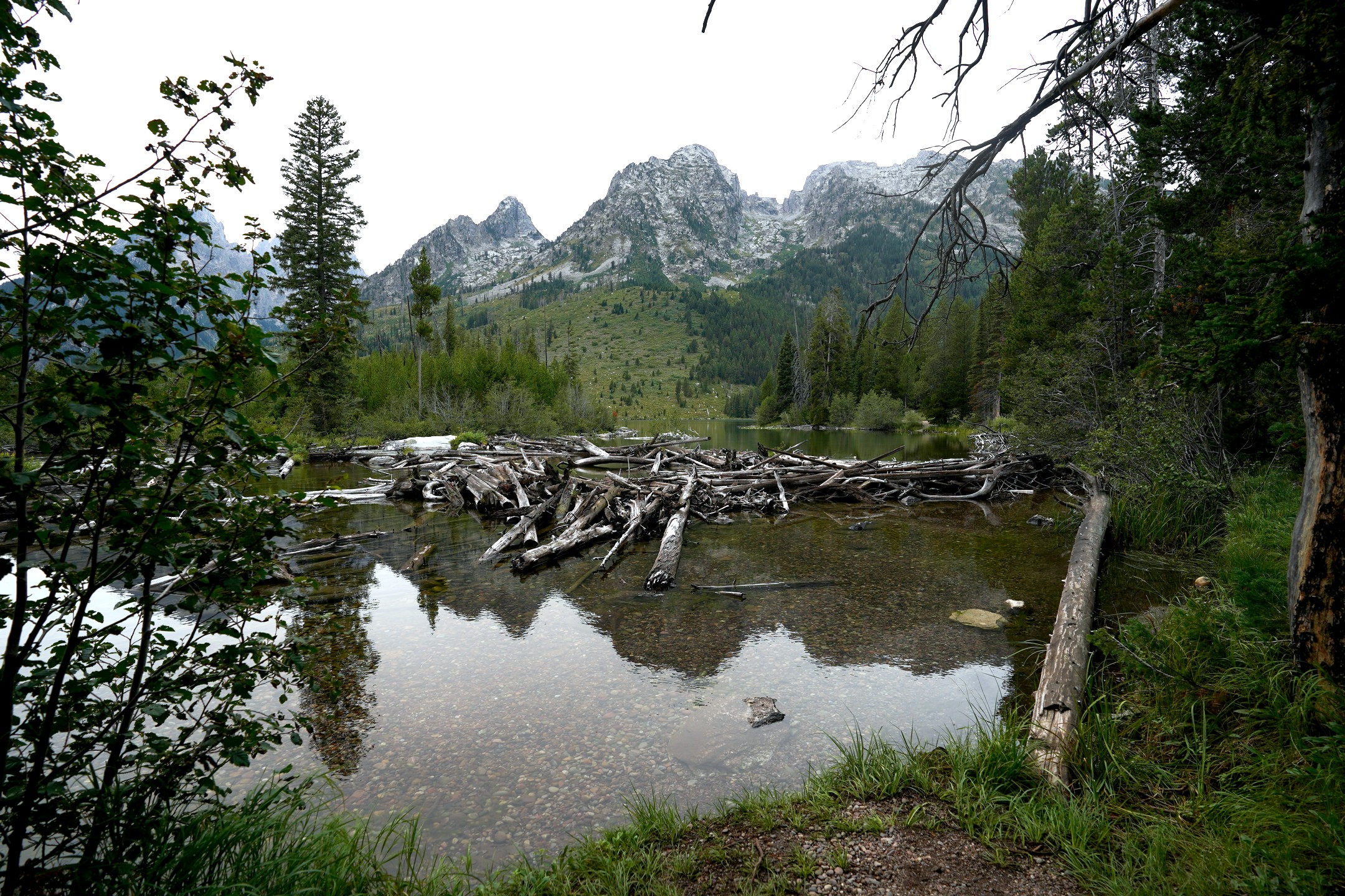 Logs in a lake at Grand Teton