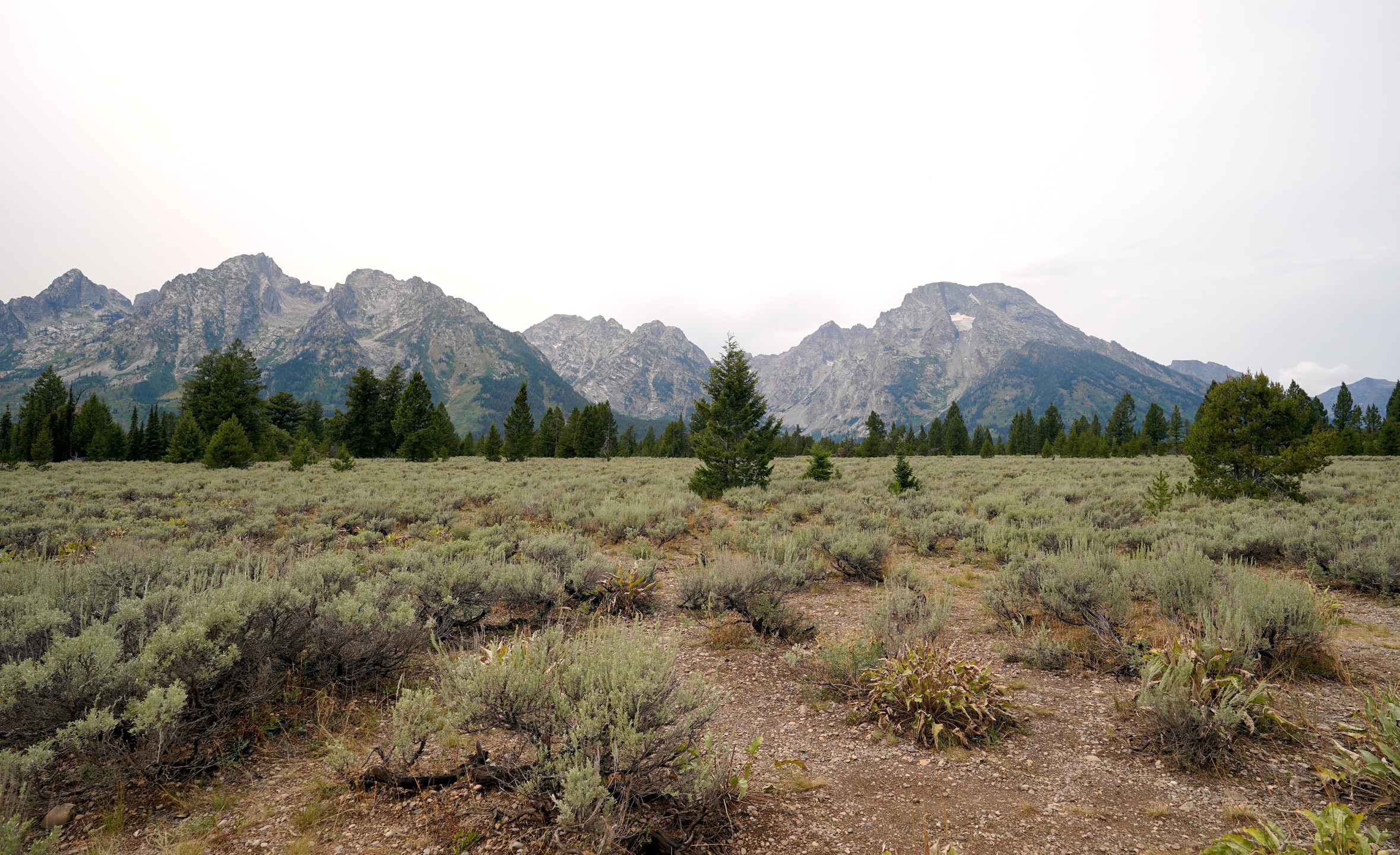 A tree standing in front of the mountains at Grand Teton