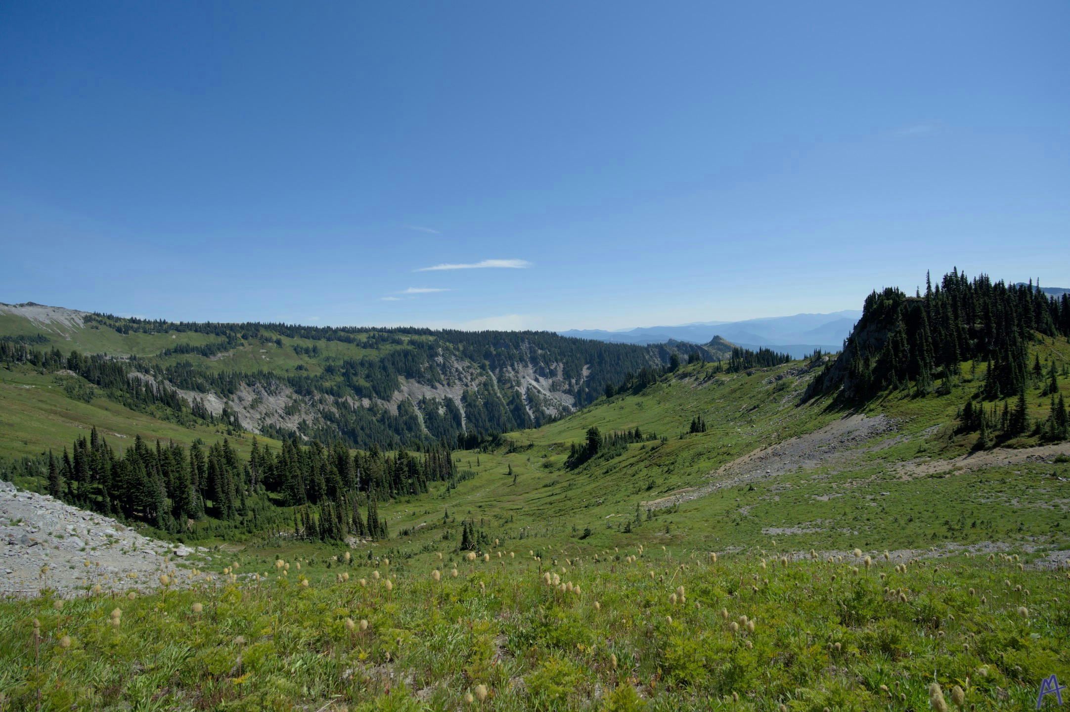 Green valley with wild flowers at Rainier