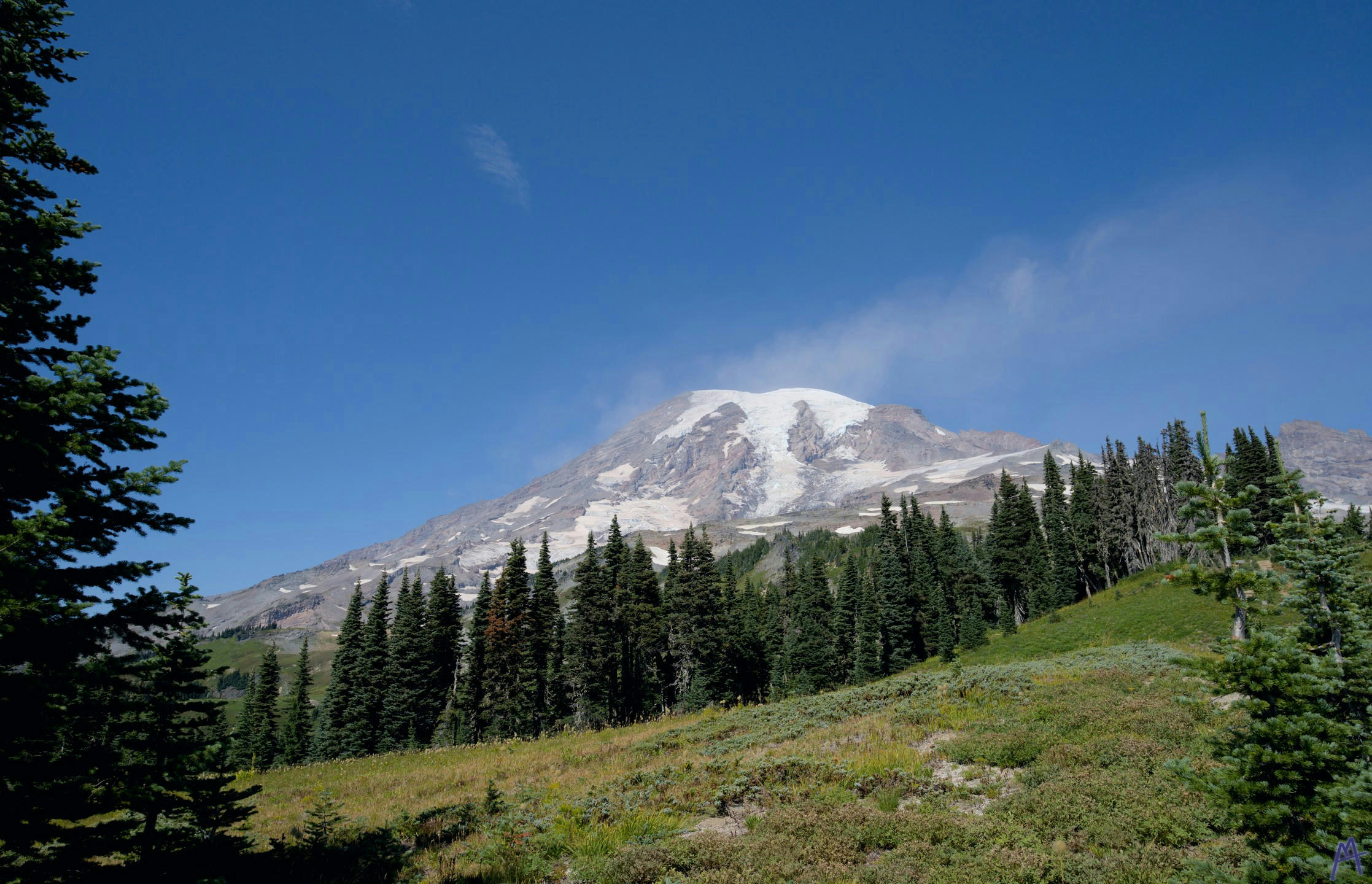 A peak at the mountain through above some trees at Rainier