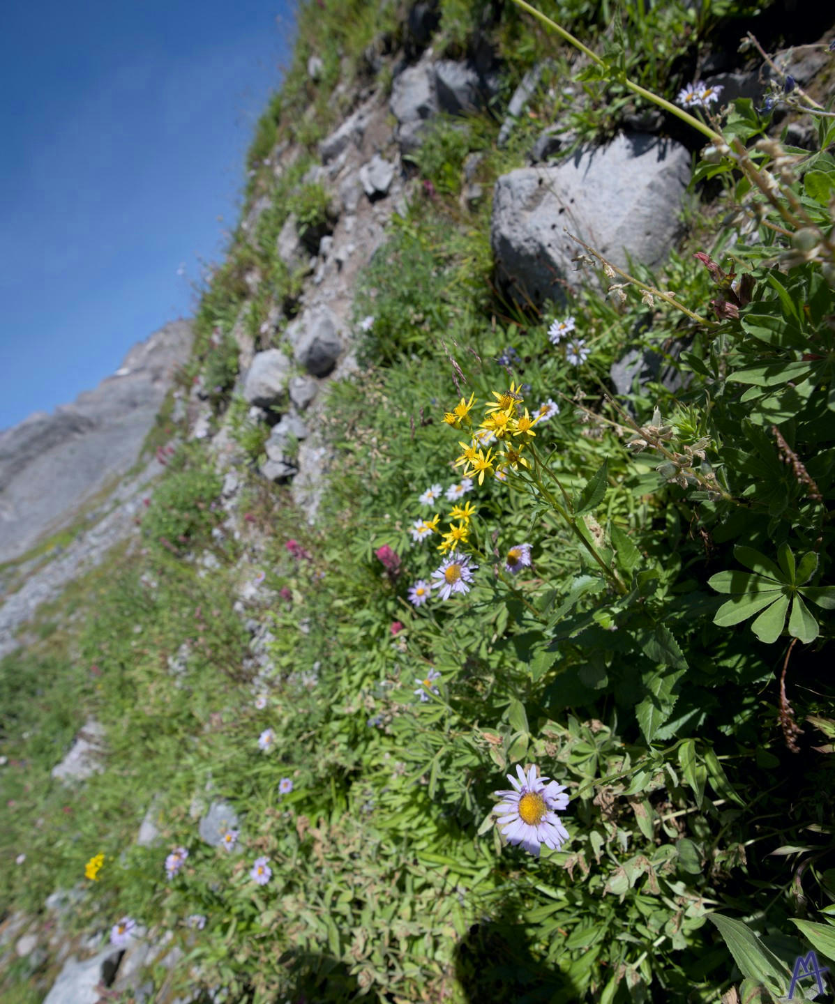 Yellow flowers peaking out of hill at Rainier