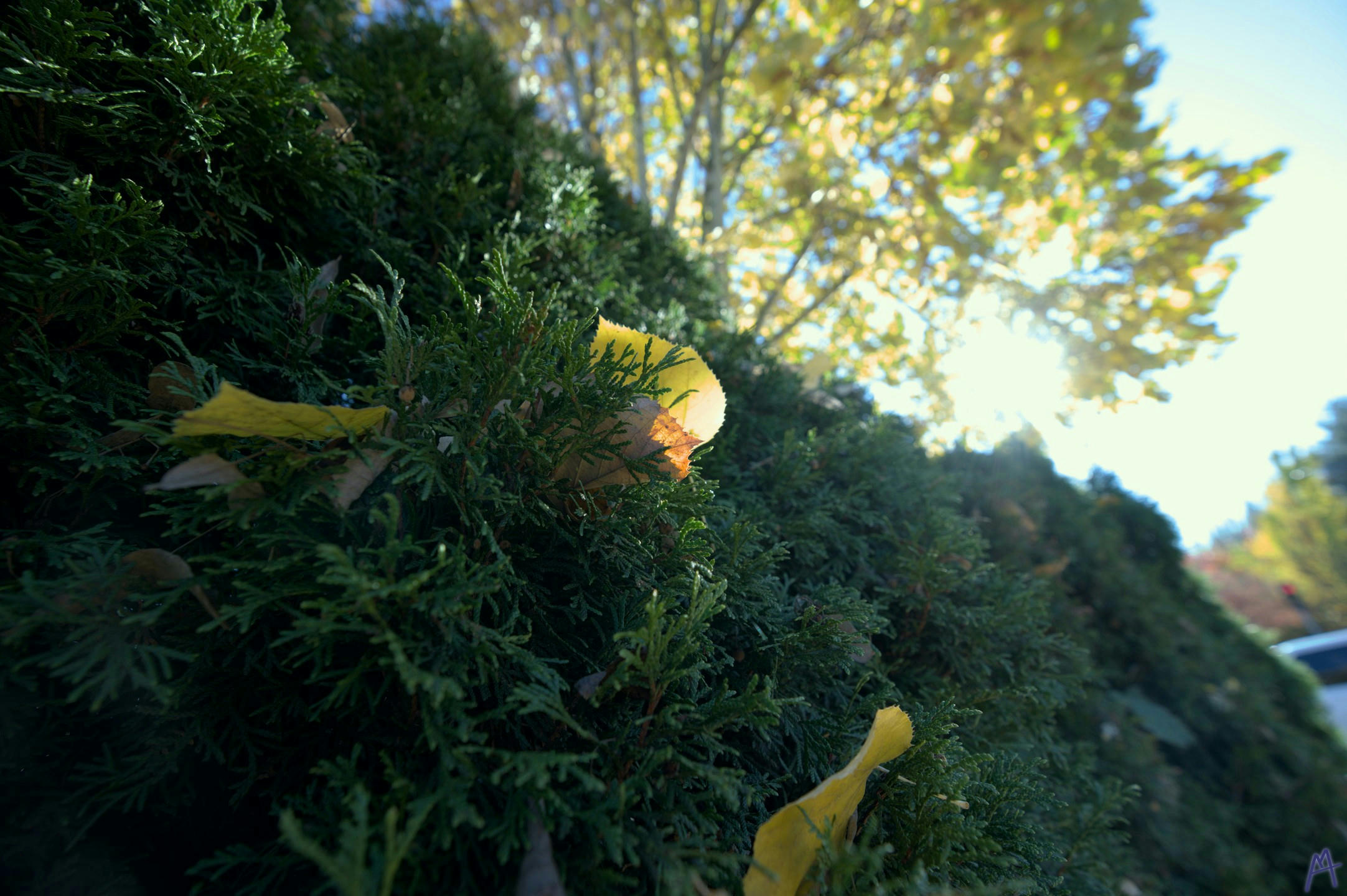 Yellow leaf in green bush with sun shining on it