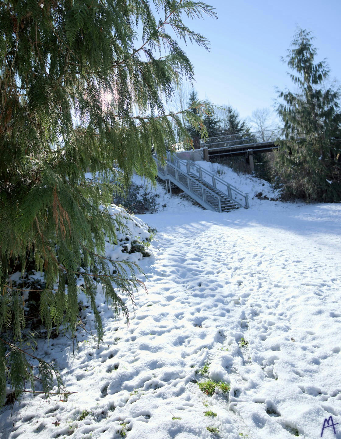 White snow with tracks near a green tree and stairs