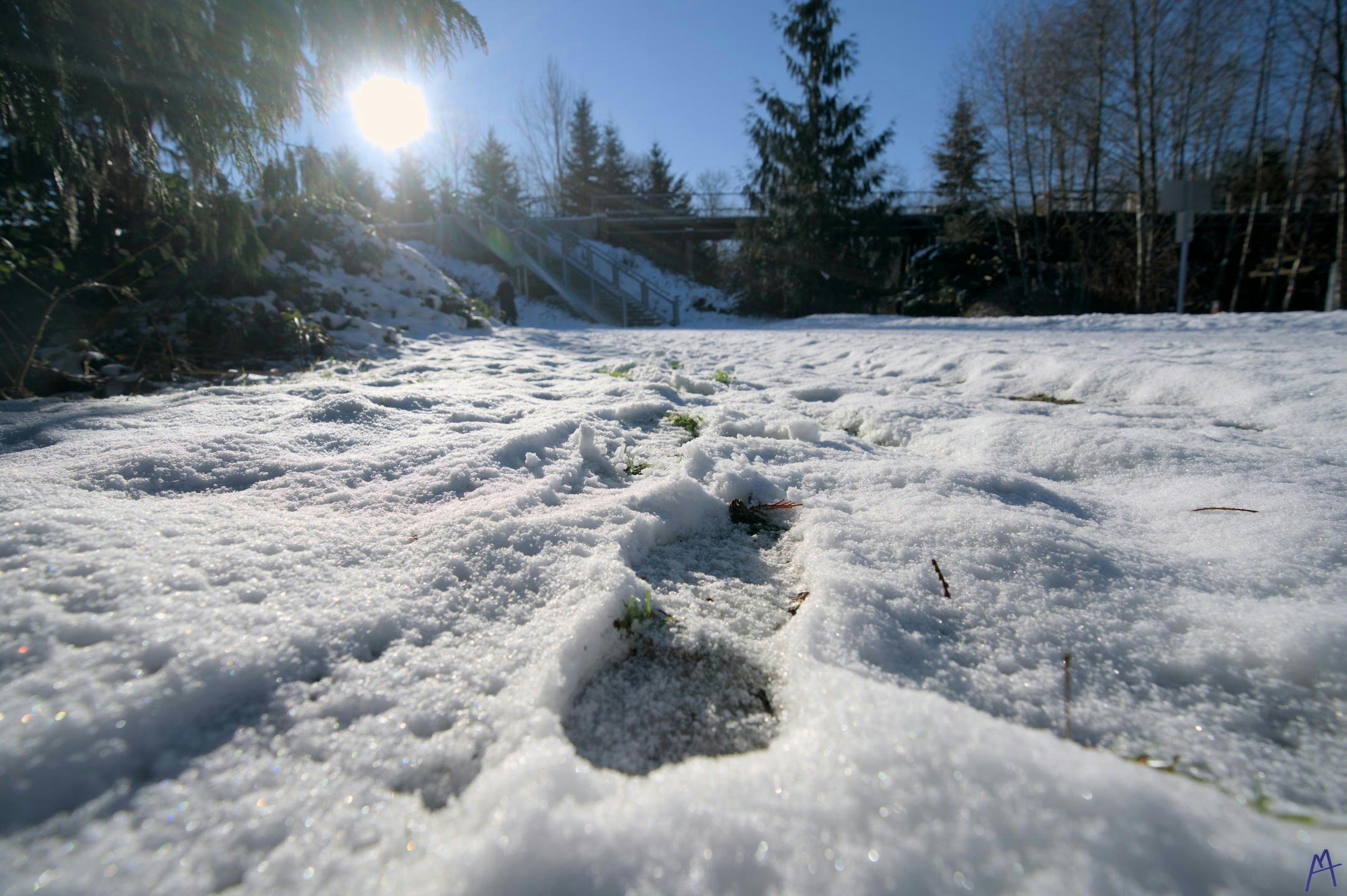 A track in fresh white snow near green trees