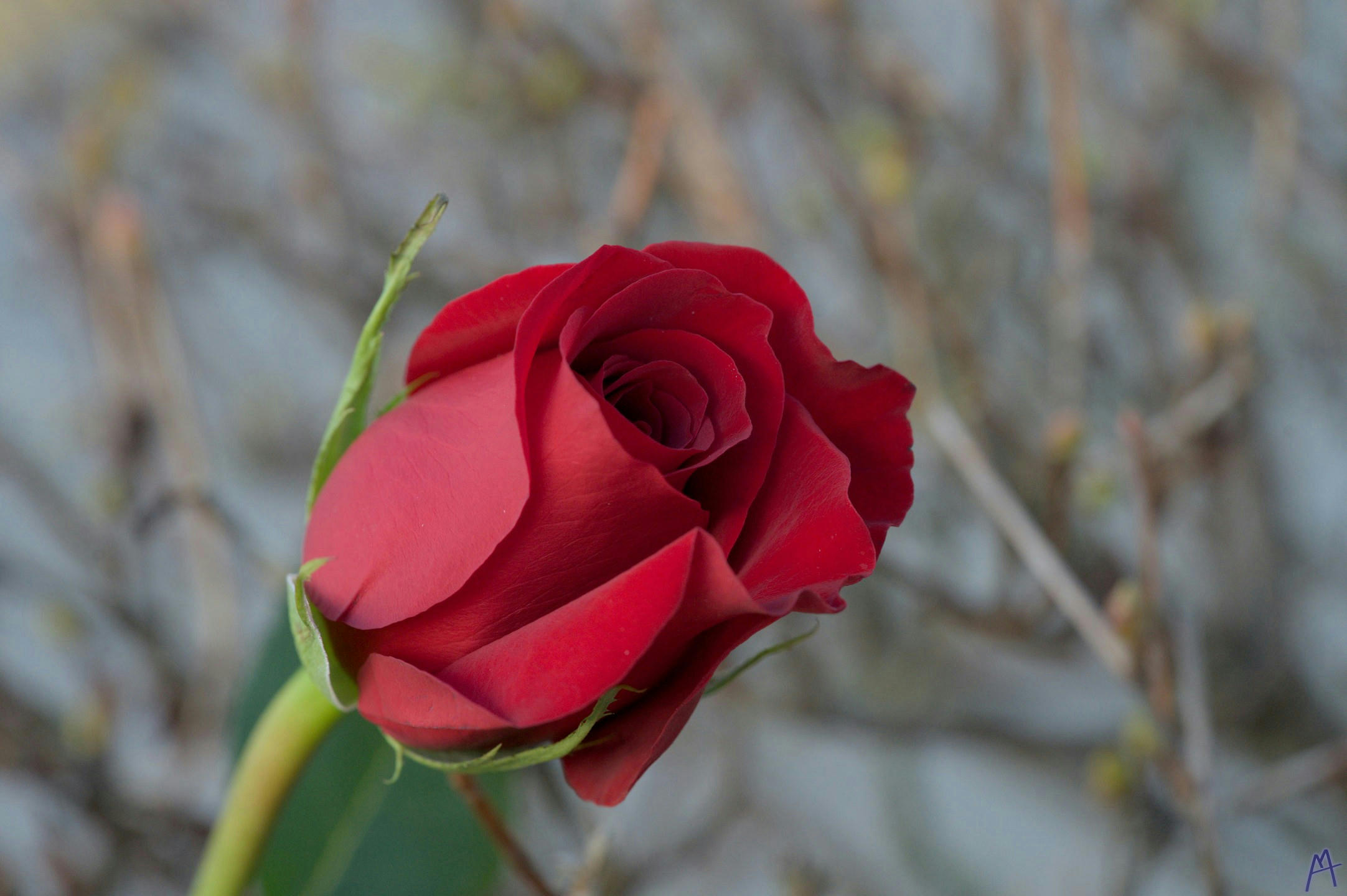 Red rose on a green stem