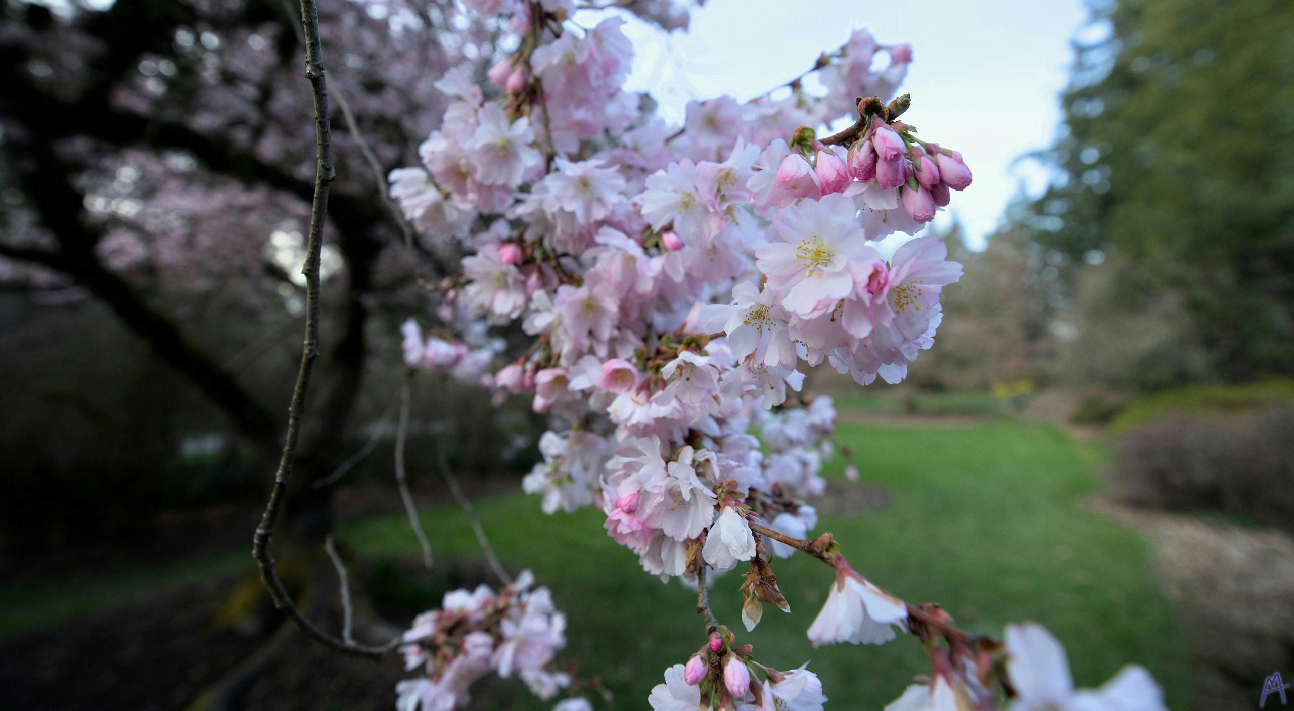 Pink cherry blossom in a park with green grass