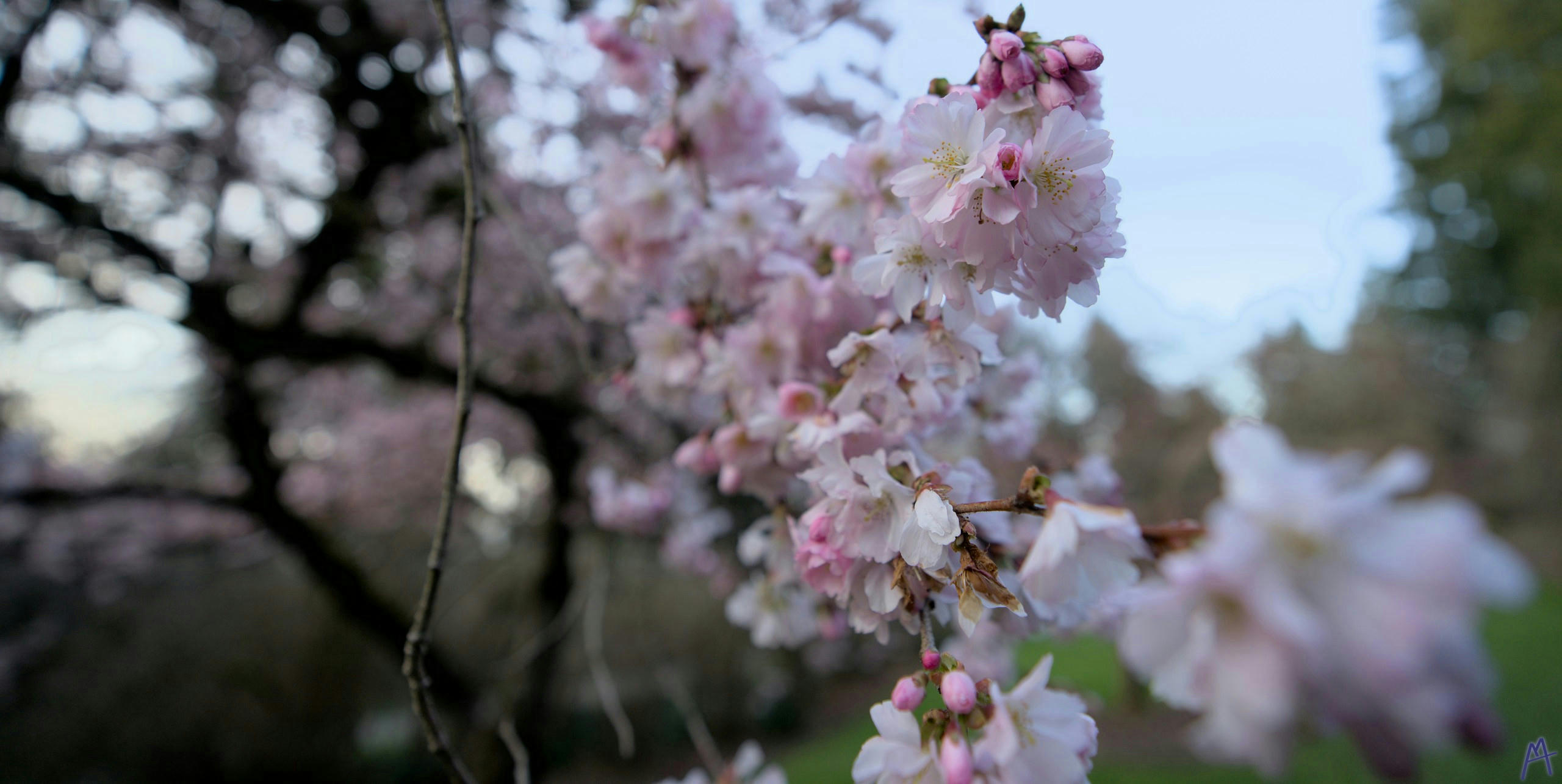 Blurry pink cherry blossoms in a park