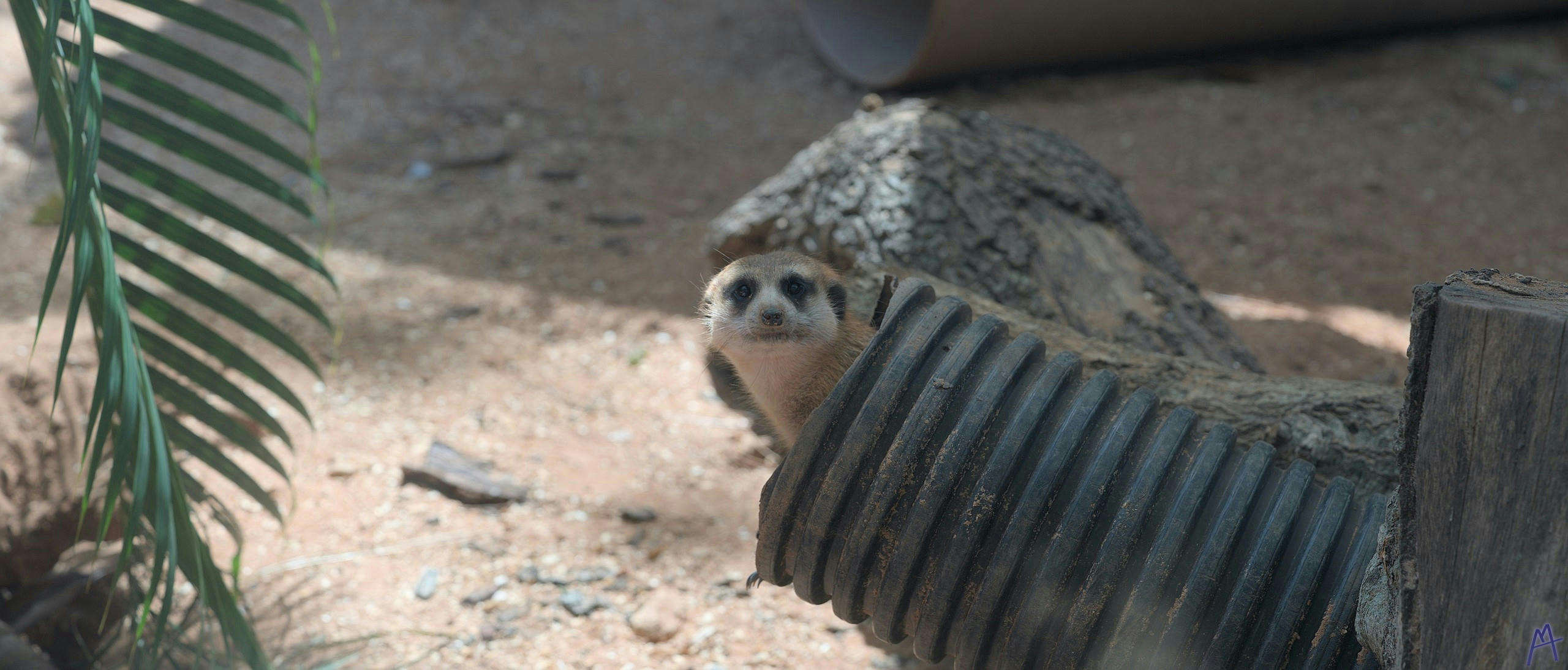Meerkat sticking their head out of a tube at Brevard Zoo