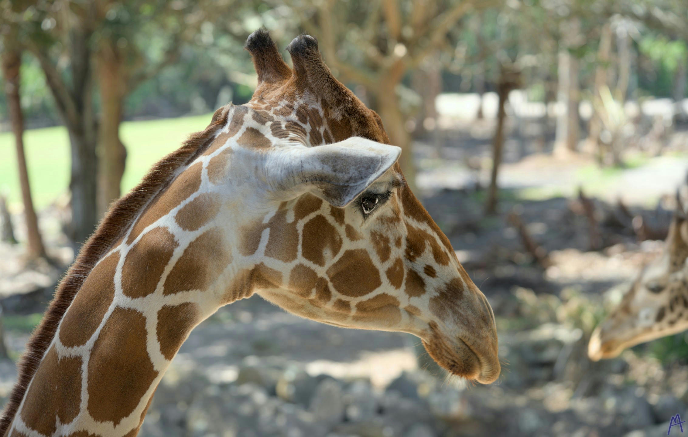 Giraffe looking away from camera at Brevard Zoo
