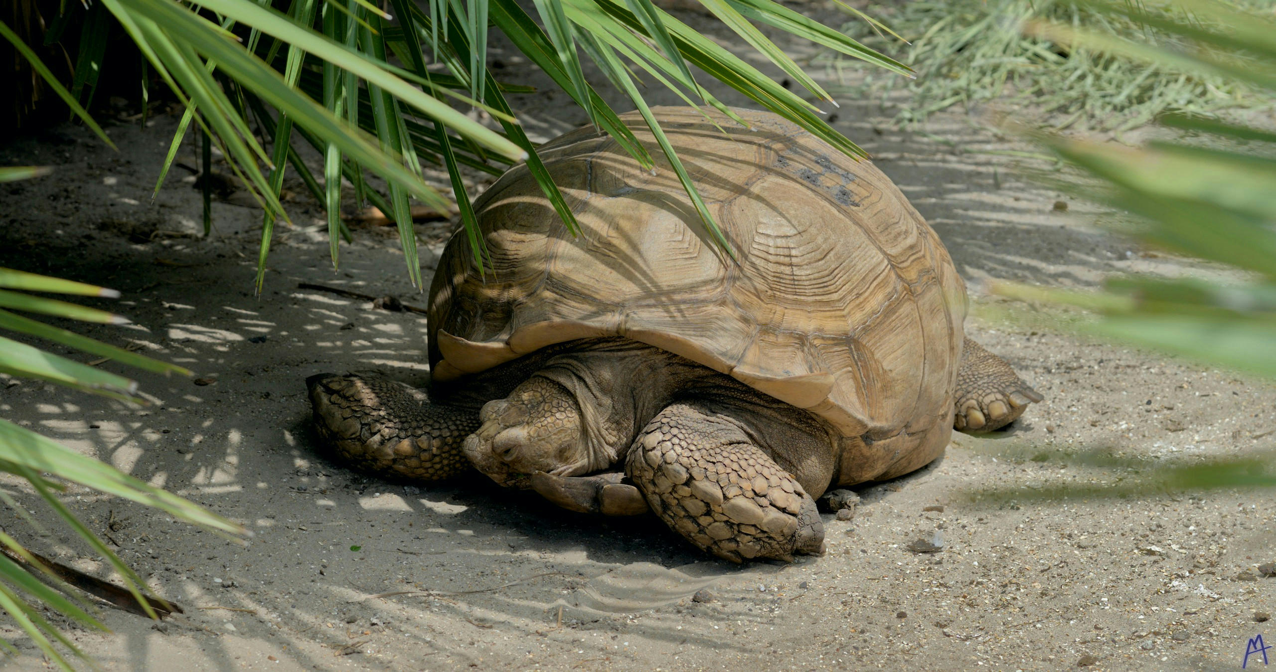 Tortoise lounging in the sand at Brevard Zoo