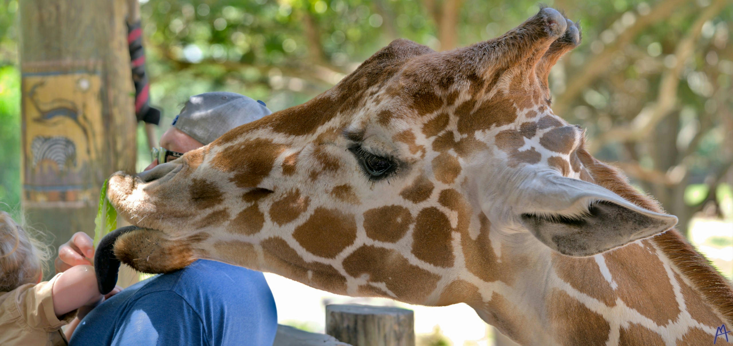 Giraffe with it’s tounge out trying to get food at Brevard Zoo