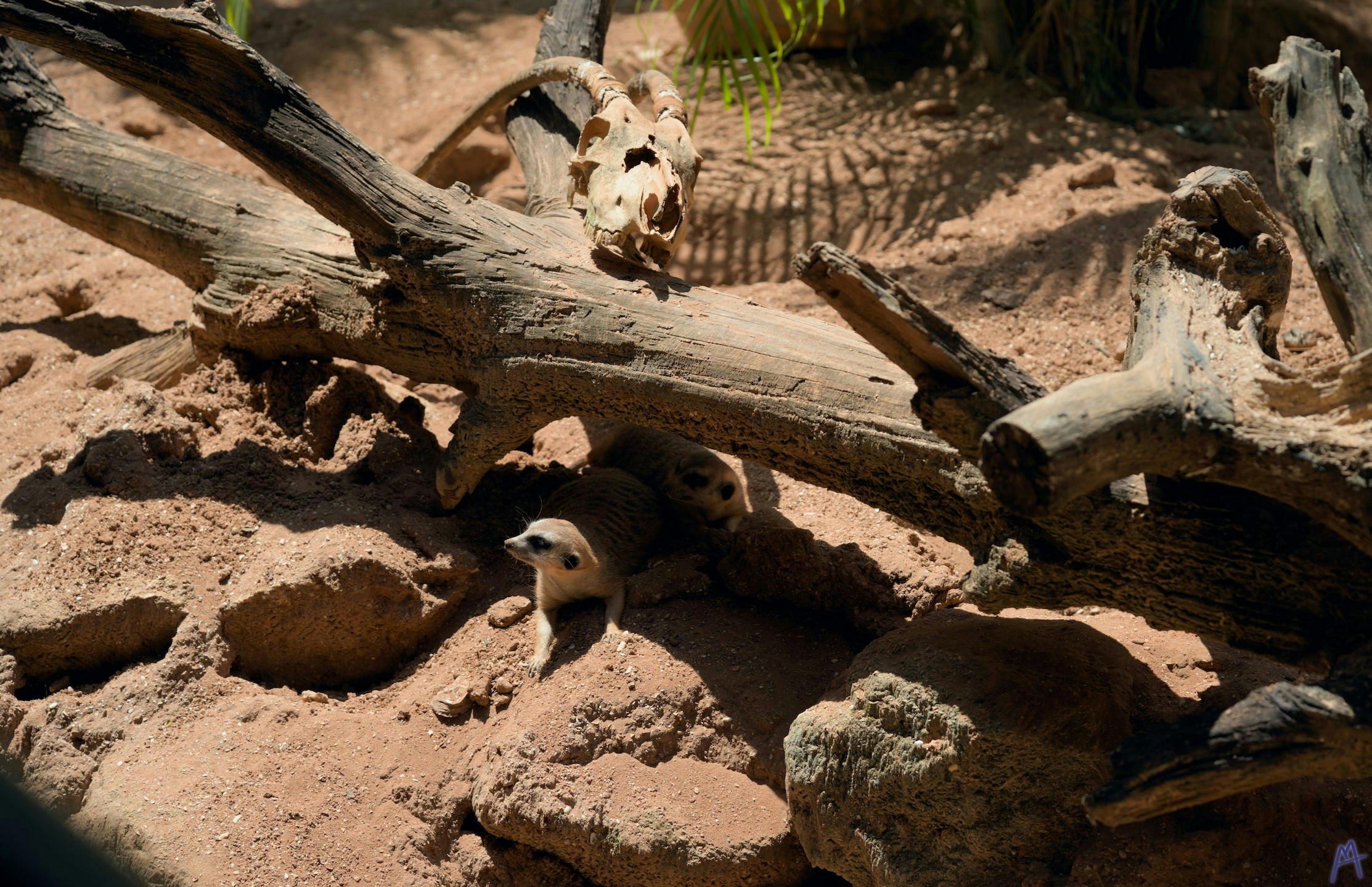 Many meerkat under a log at Brevard Zoo