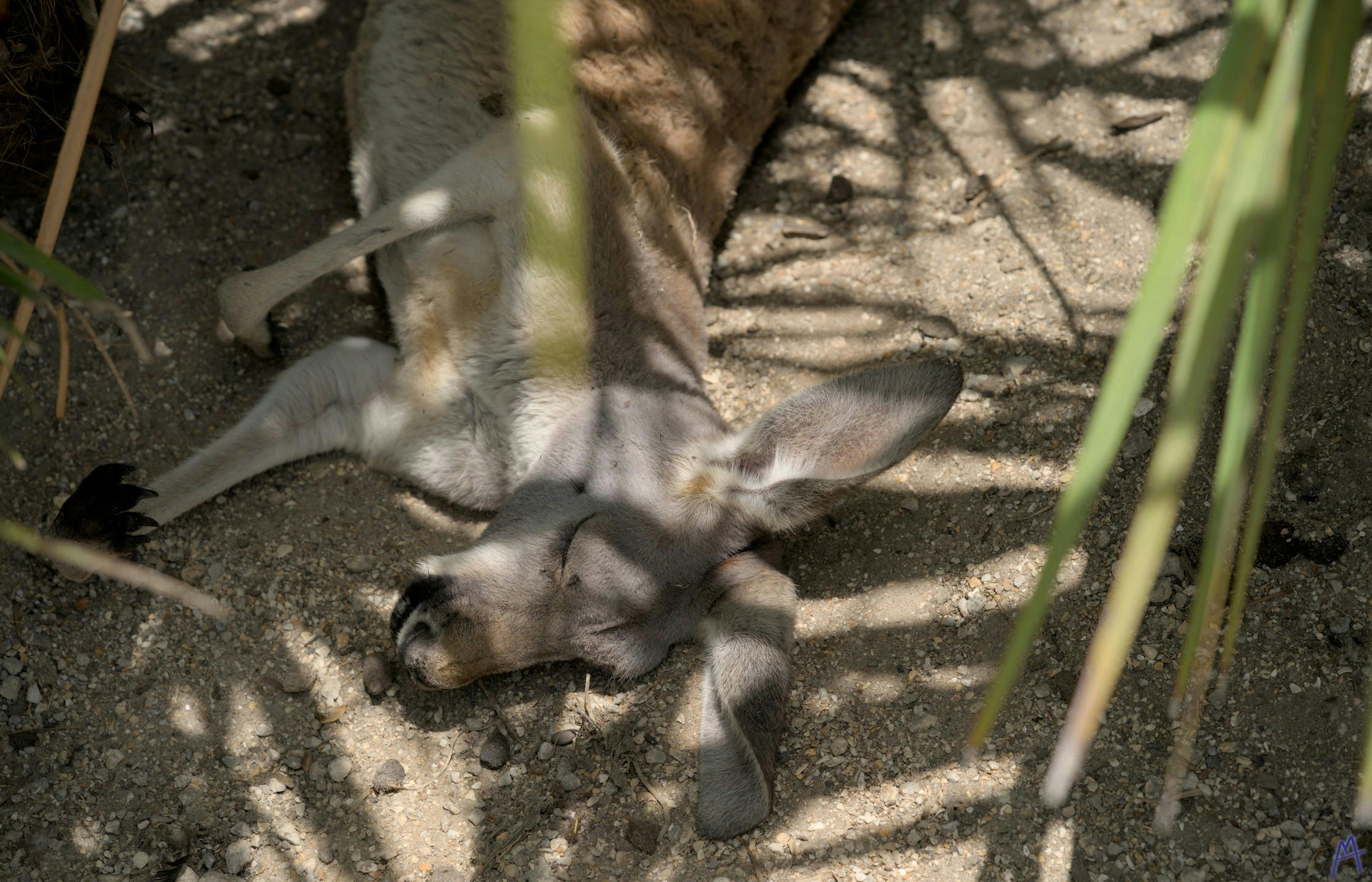 Sleeping kangaroo in the sand at Brevard Zoo