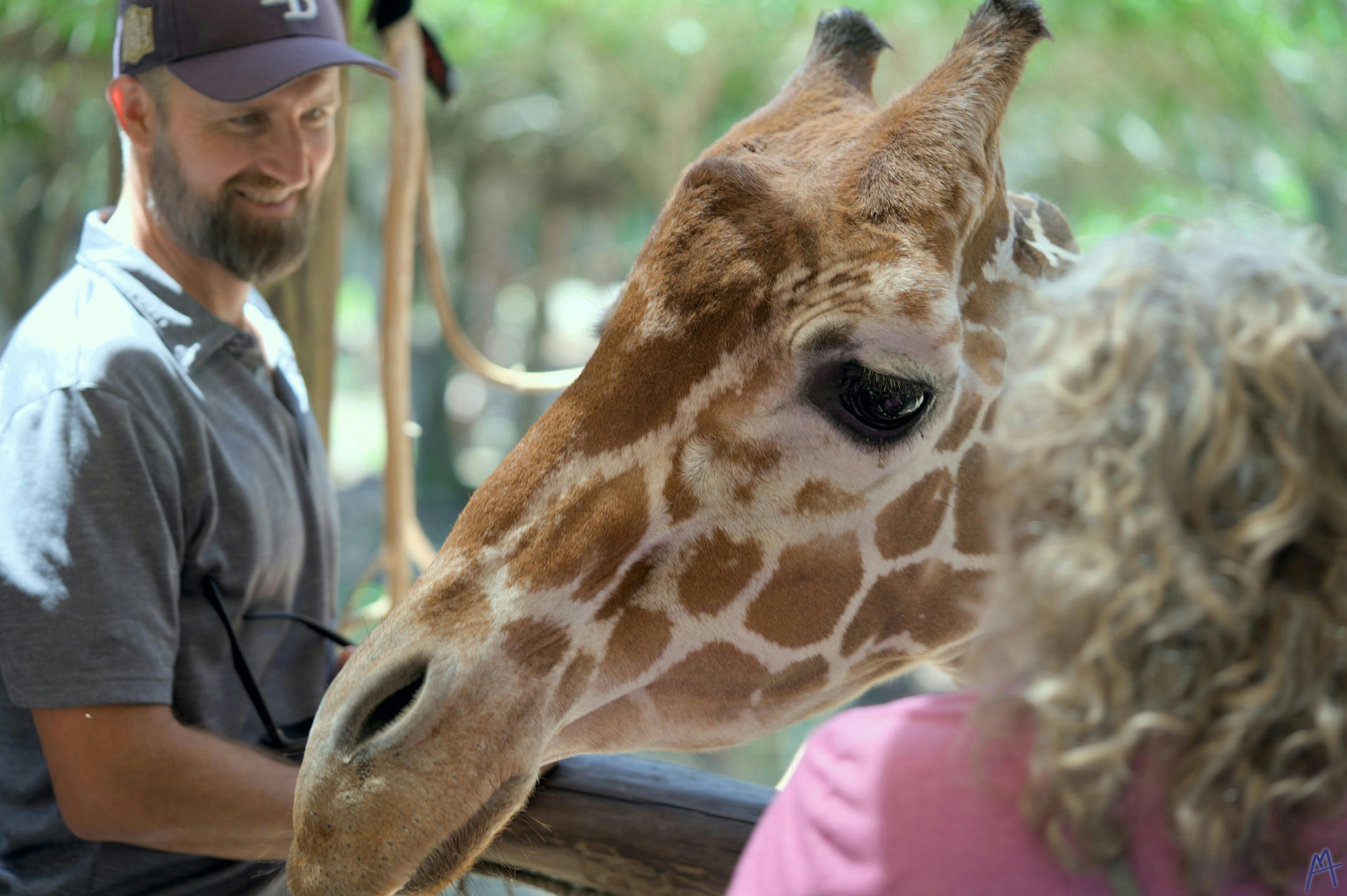 Giraffe looking for food around people at Brevard Zoo