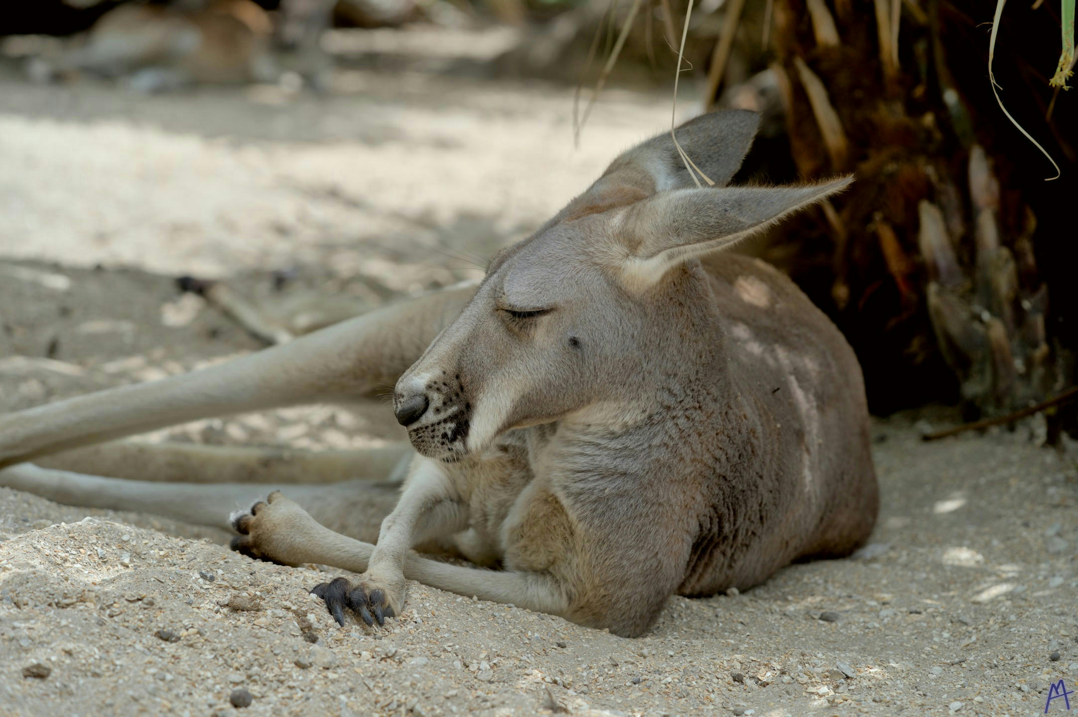 Sleepy kangaroo lying on the ground at Brevard Zoo