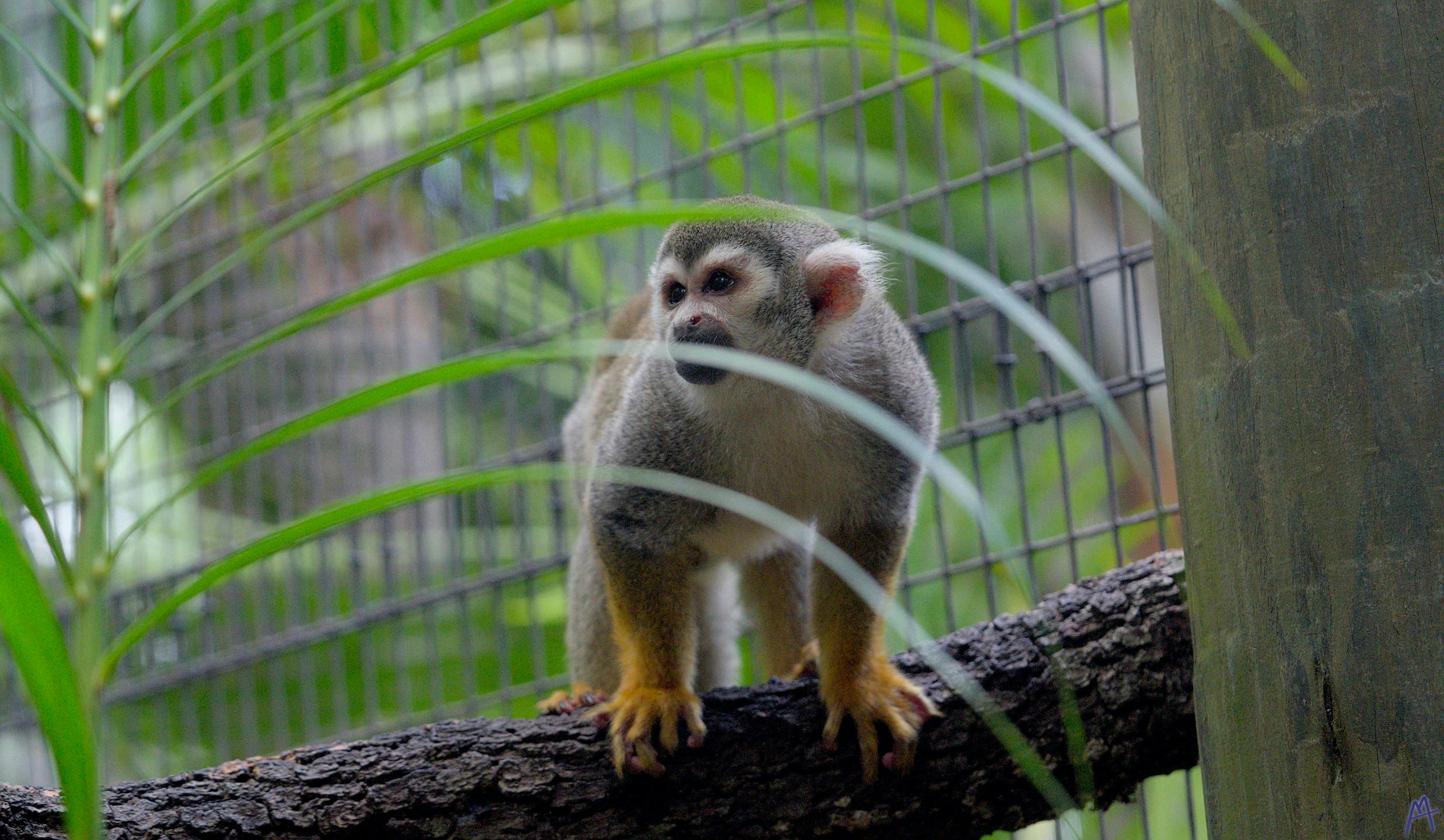 A small black and orange monkey eating at Brevard Zoo