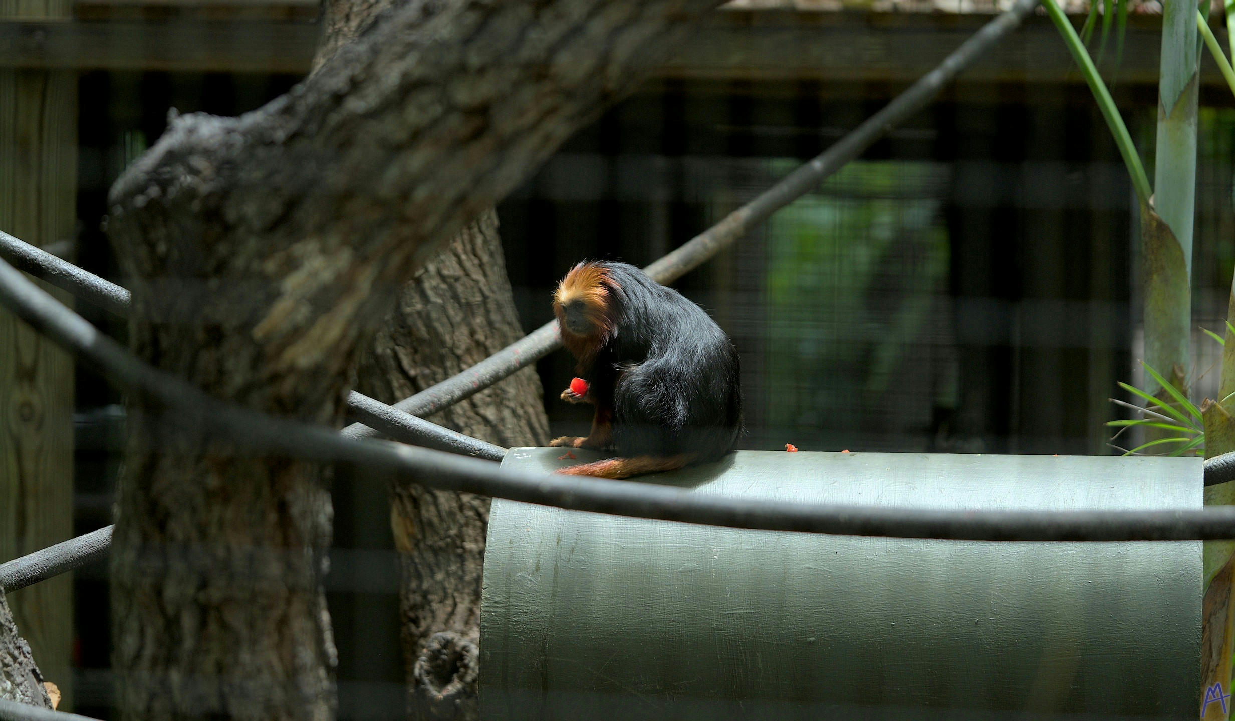 A small monkey sitting on a branch at Brevard Zoo