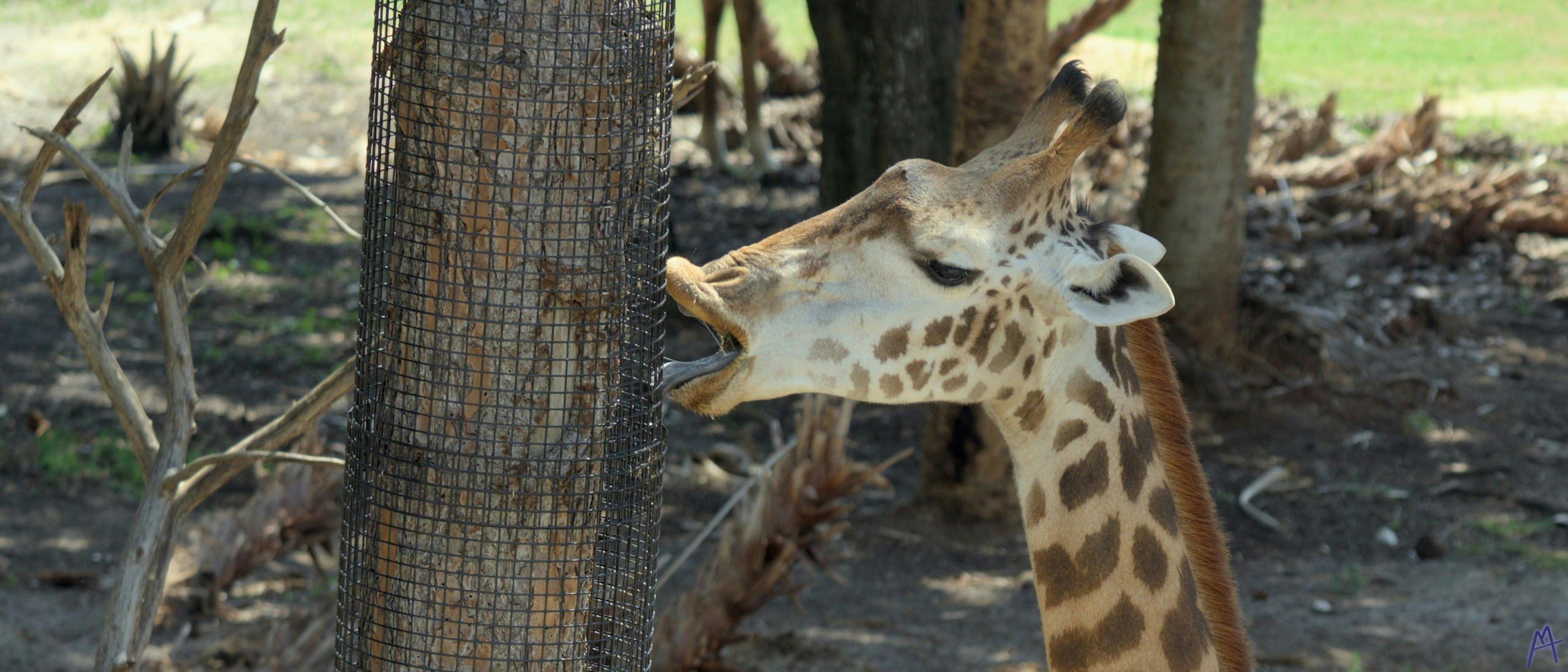 A giraffe licking a tree covered in a cage at Brevard Zoo