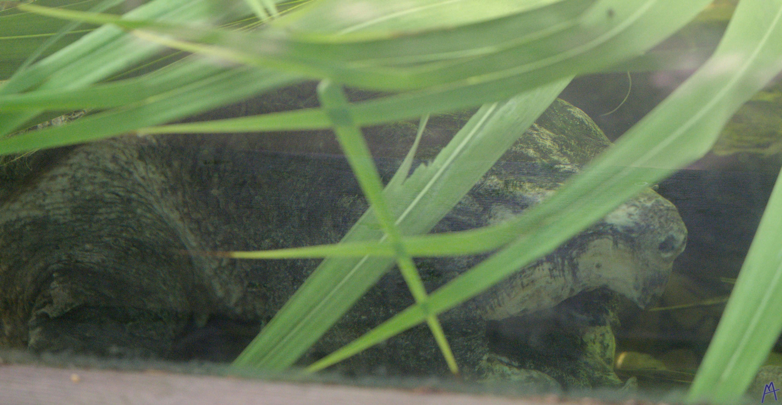 A lurking alligator snapping turtle at Brevard Zoo