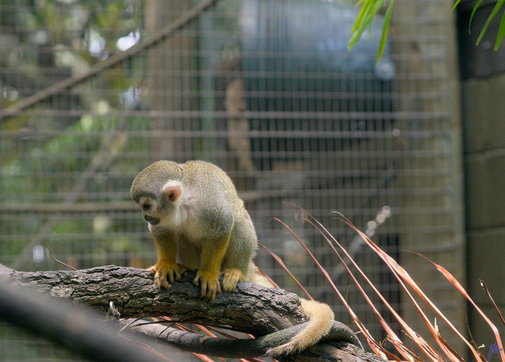Small tan and yellow monkey sitting on a branch at Brevard Zoo