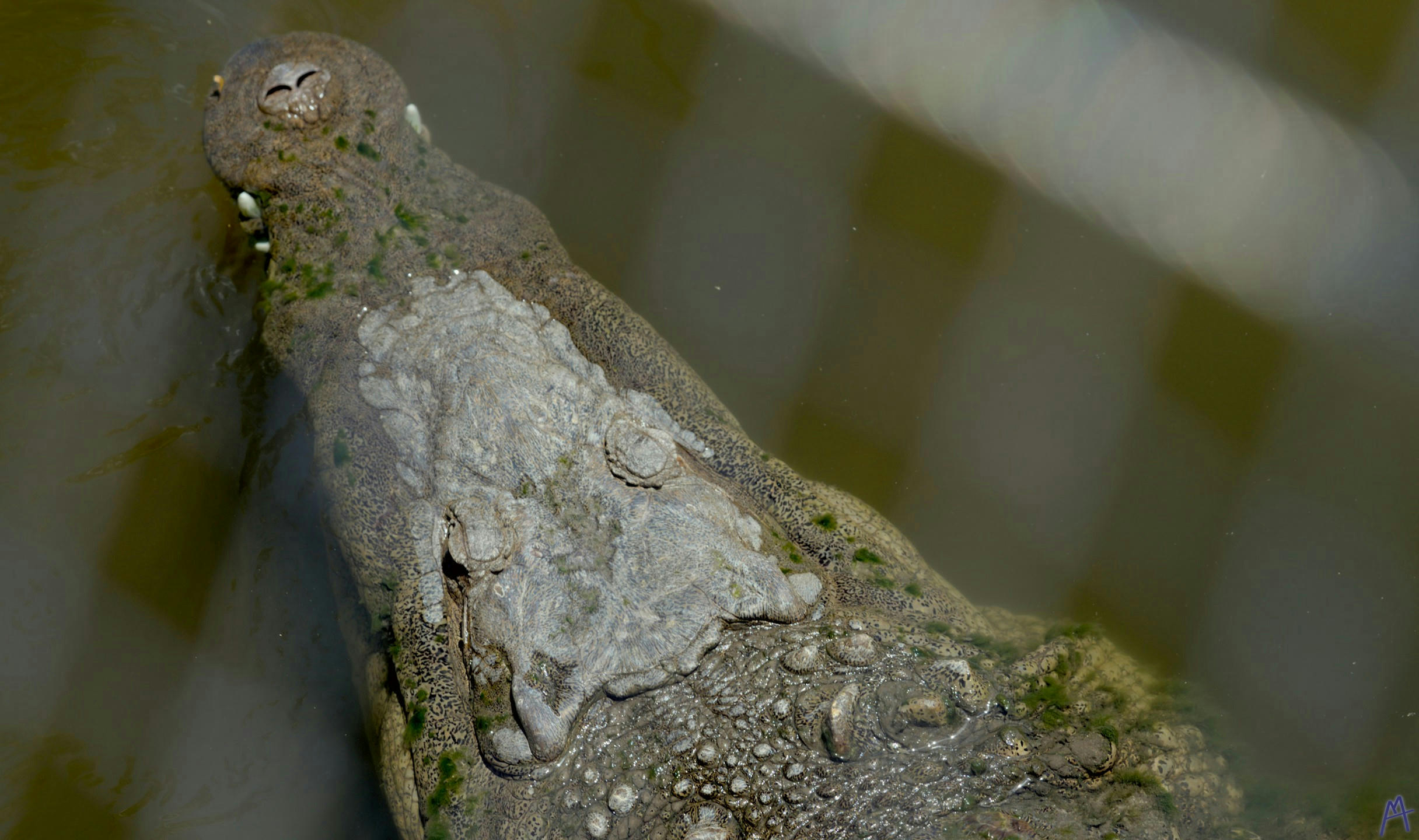 Alligator head floating in the water at Brevard Zoo