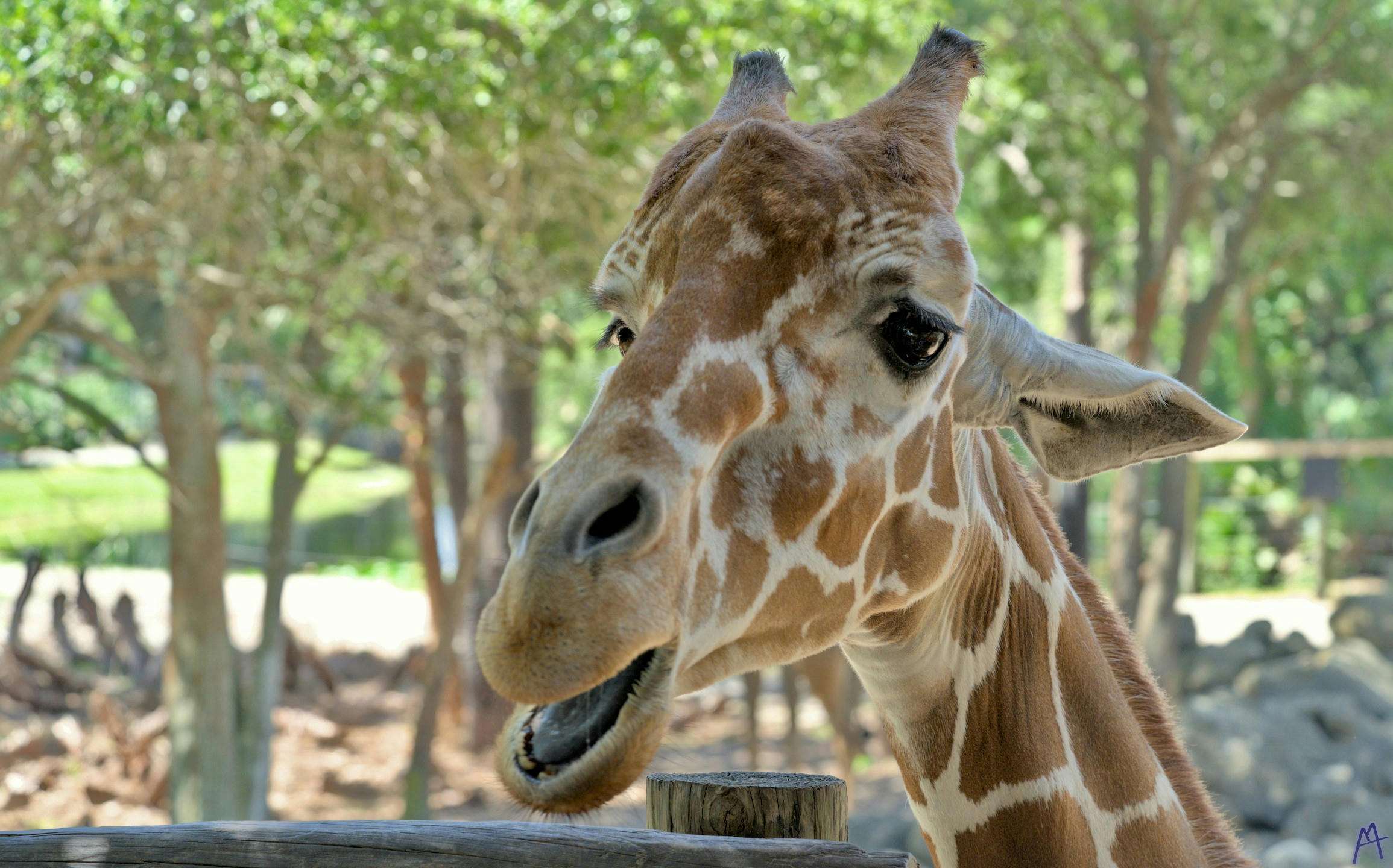 A giraffe waiting to eat at Brevard Zoo
