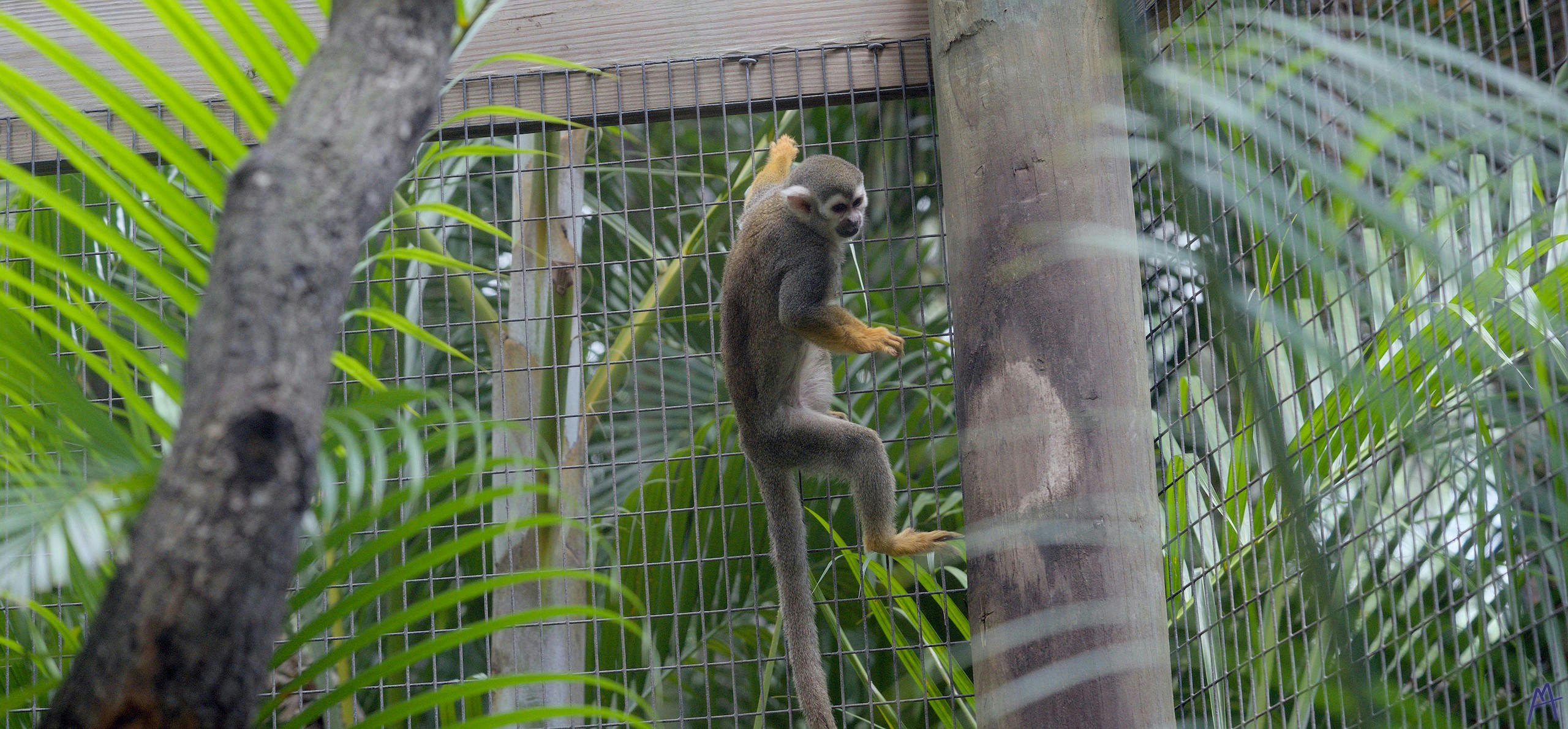 A gray and yellow monkey hanging on it’s cage at Brevard Zoo