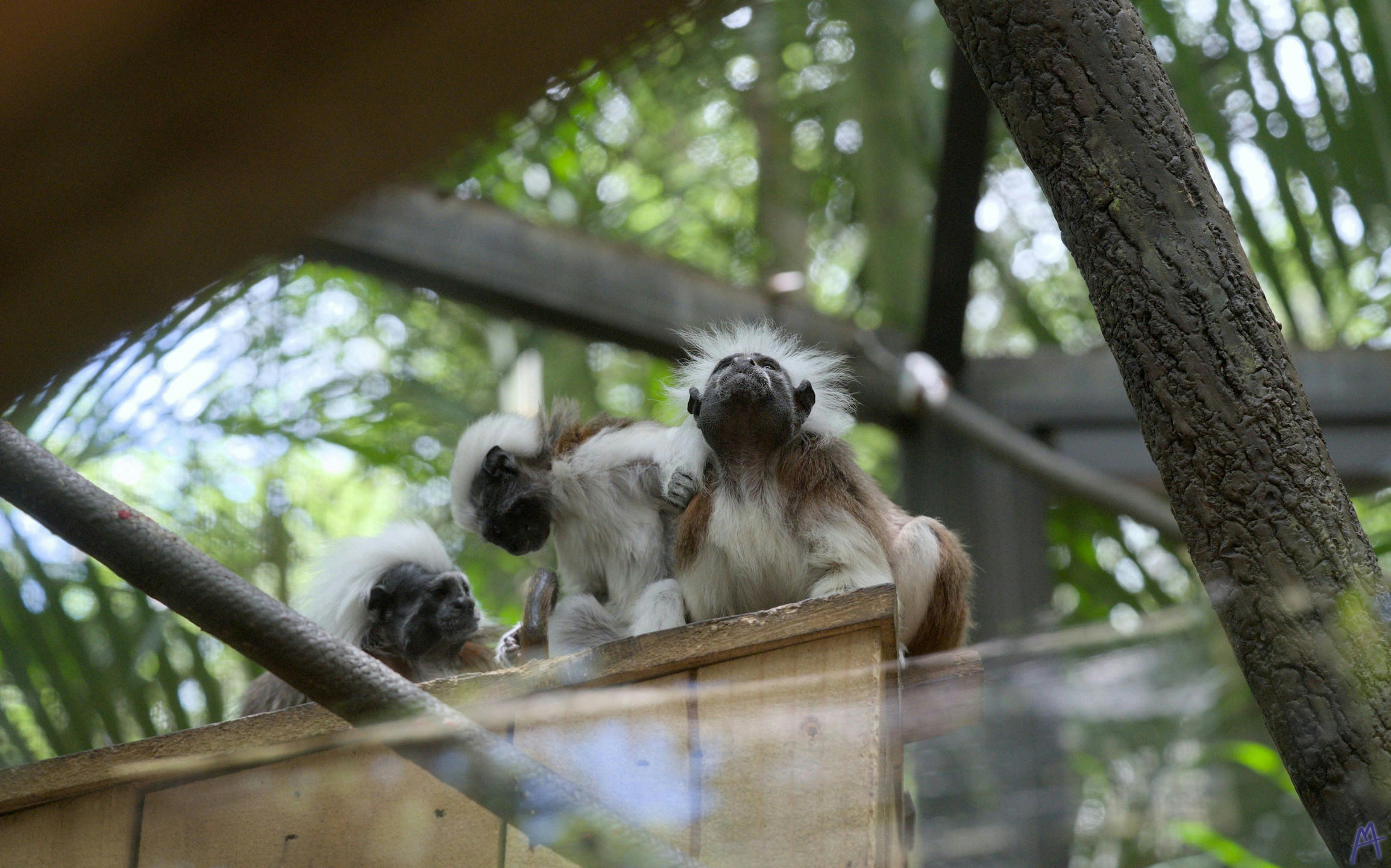 Three small white and brown monkeys grooming at Brevard Zoo