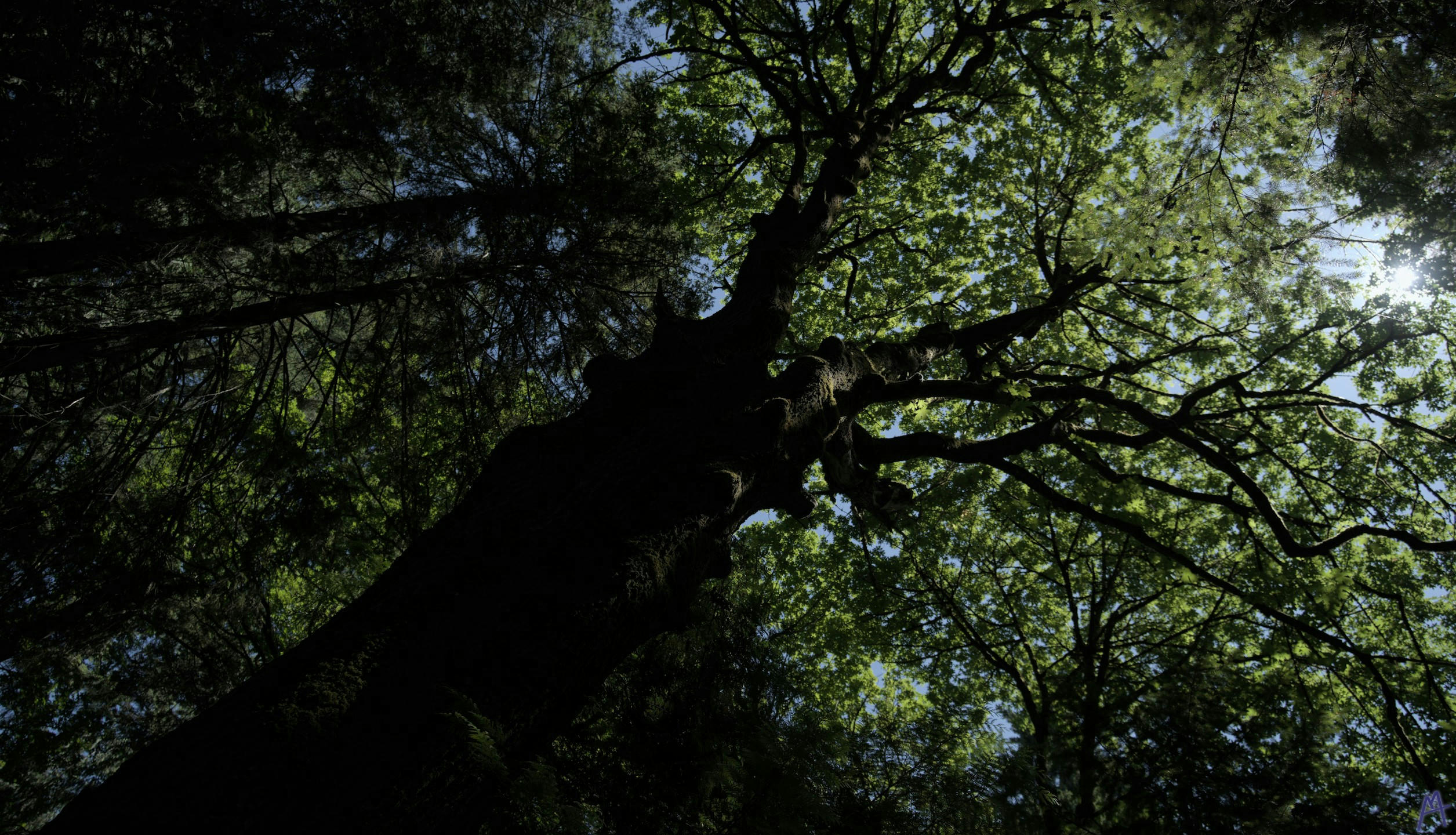 Dark brooding tree hiding from the sun